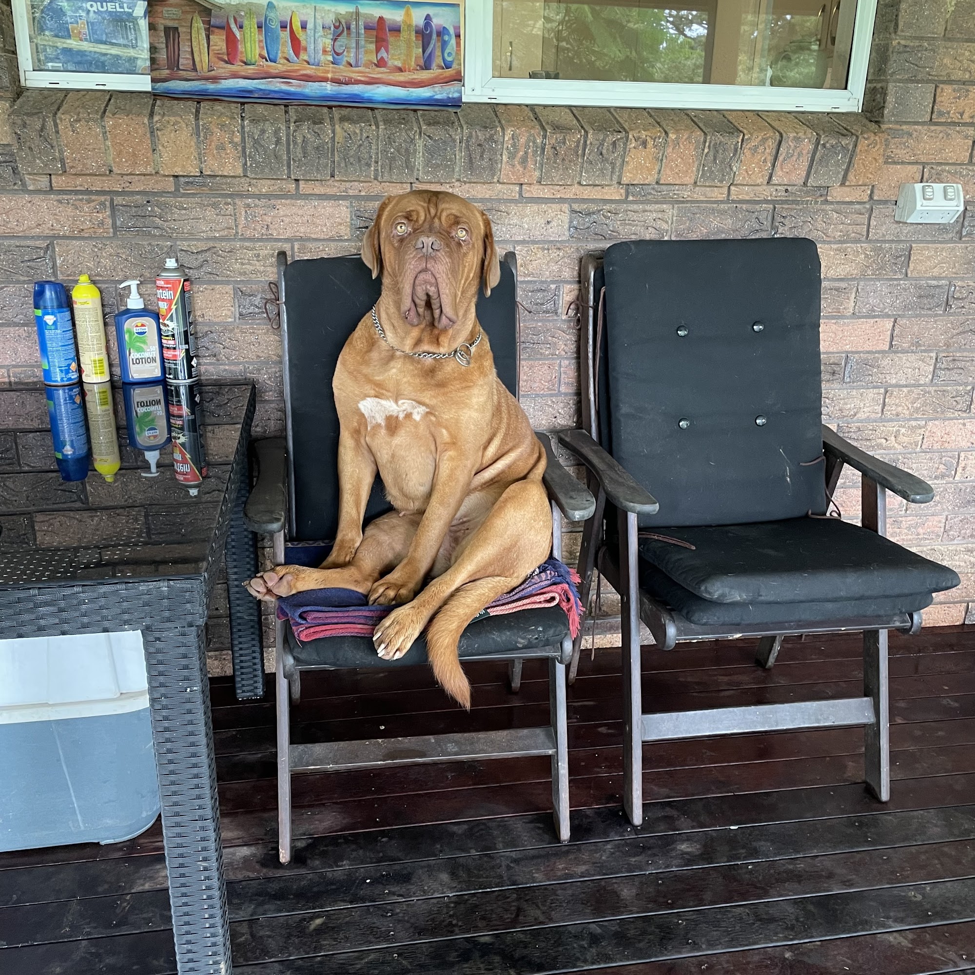Every Man & His Dog Groomers