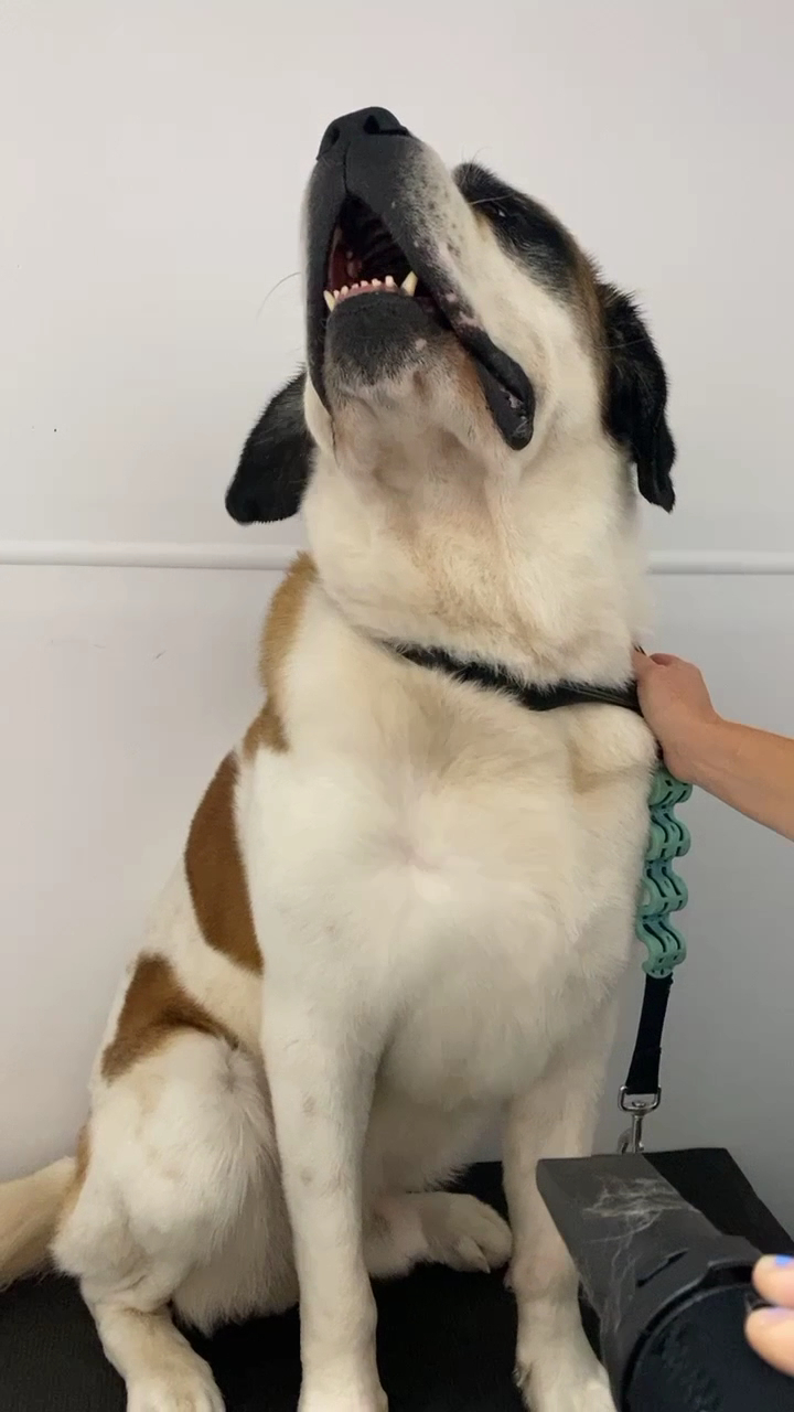 M.Y. Dog Grooming Salon
