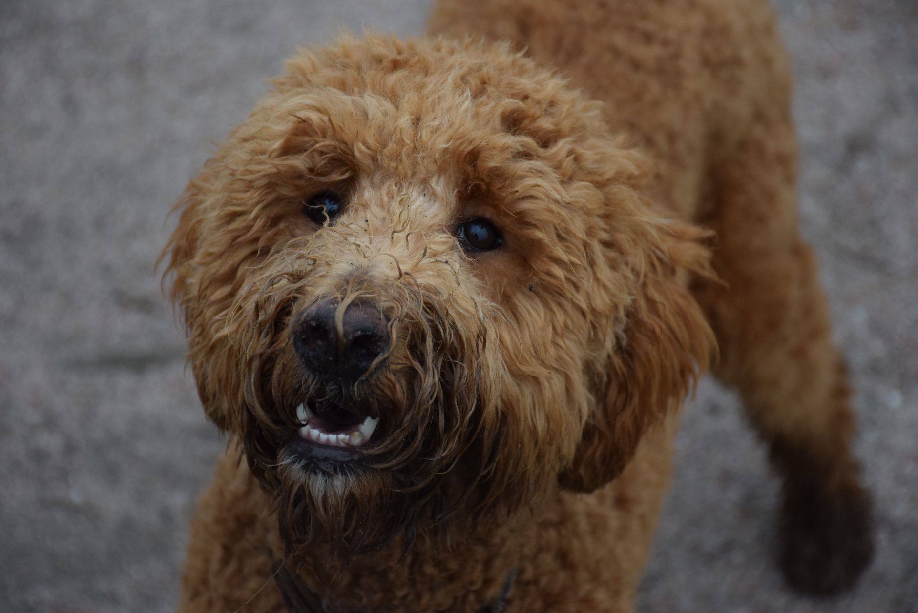 Dog Clipz — Pet Groomers