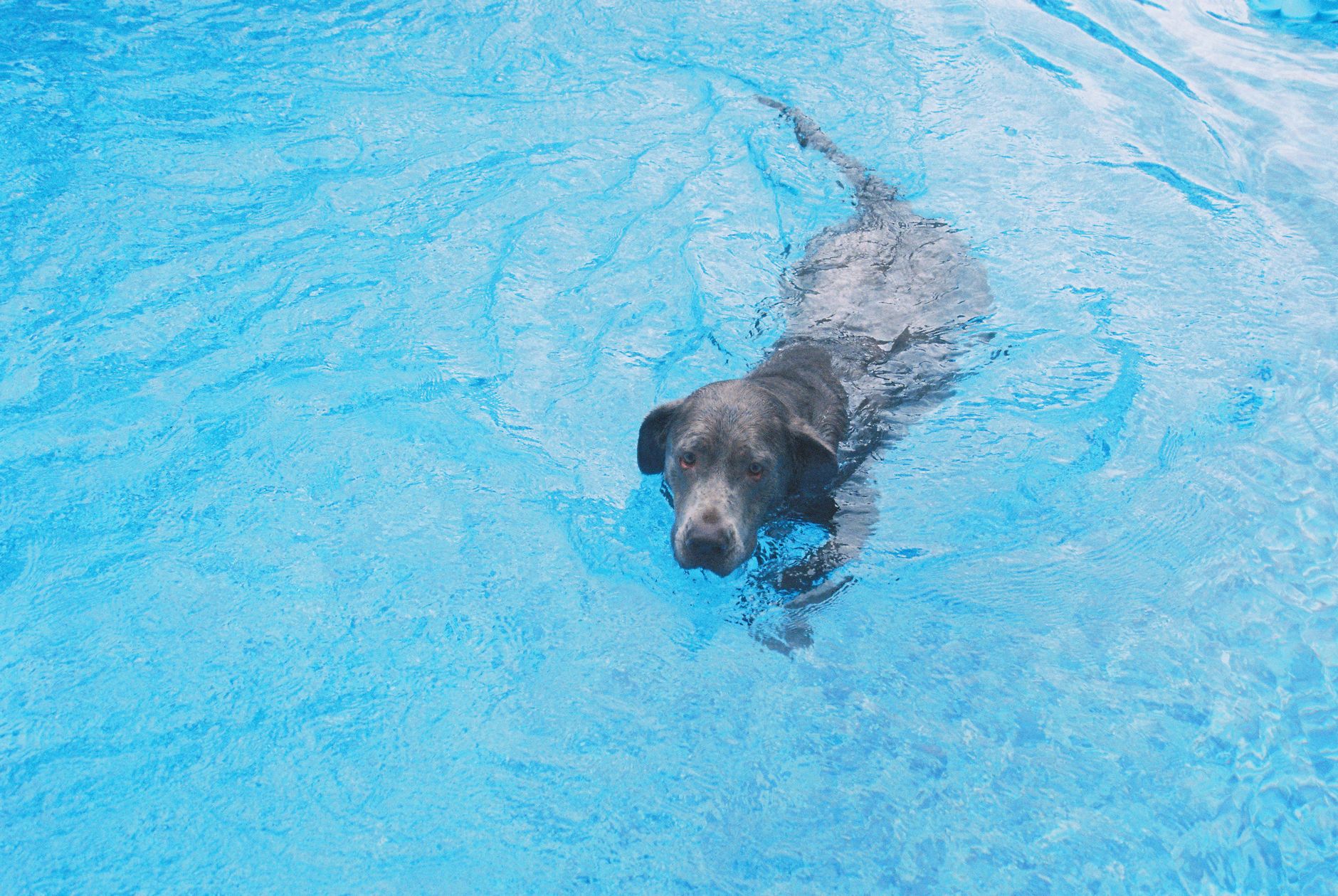 Silkwood Boarding Kennels
