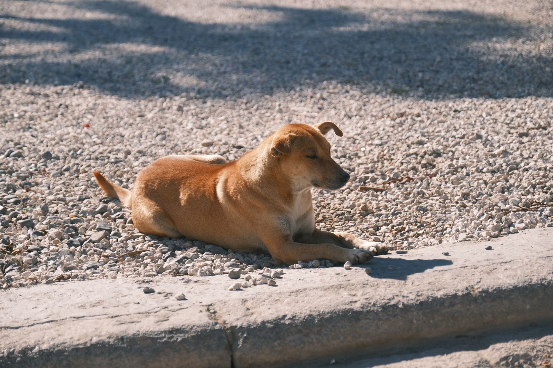 Silkwood Boarding Kennels