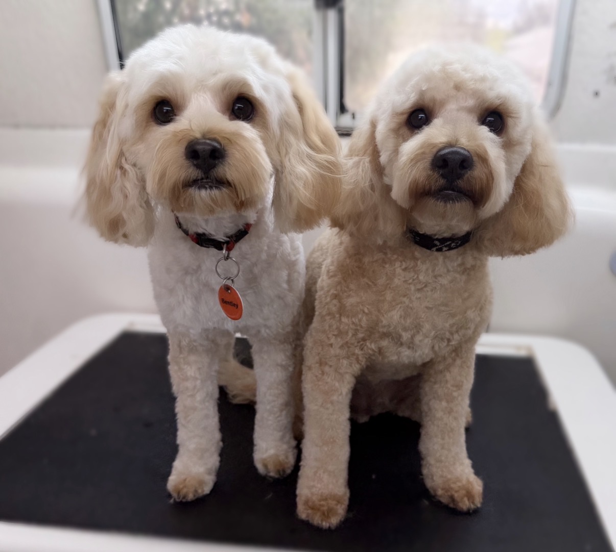 K9 Klip n Klean Mobile Dog Grooming — Pet Groomers