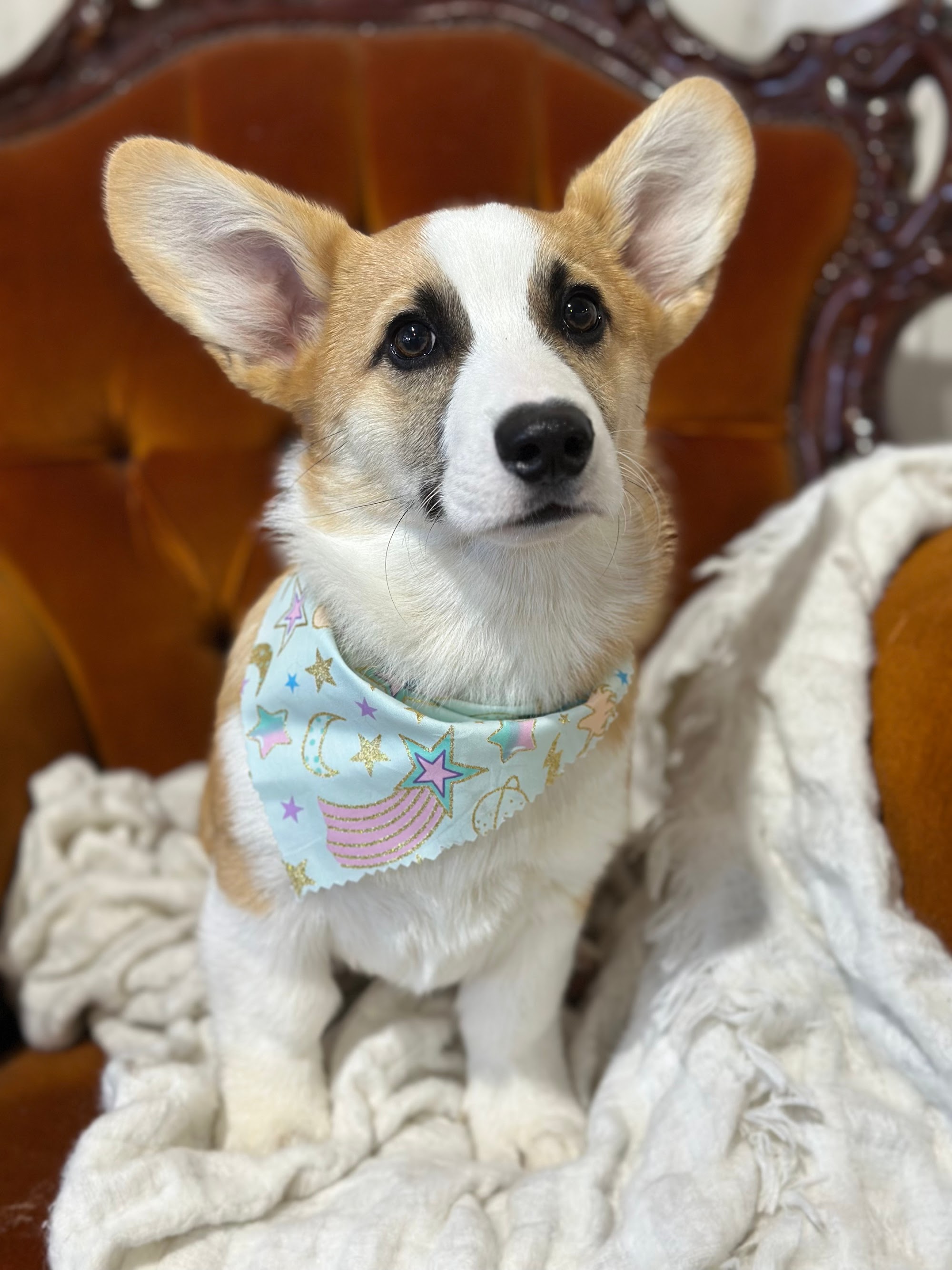 Moggies and Mutts Pet Spa — Pet Groomers