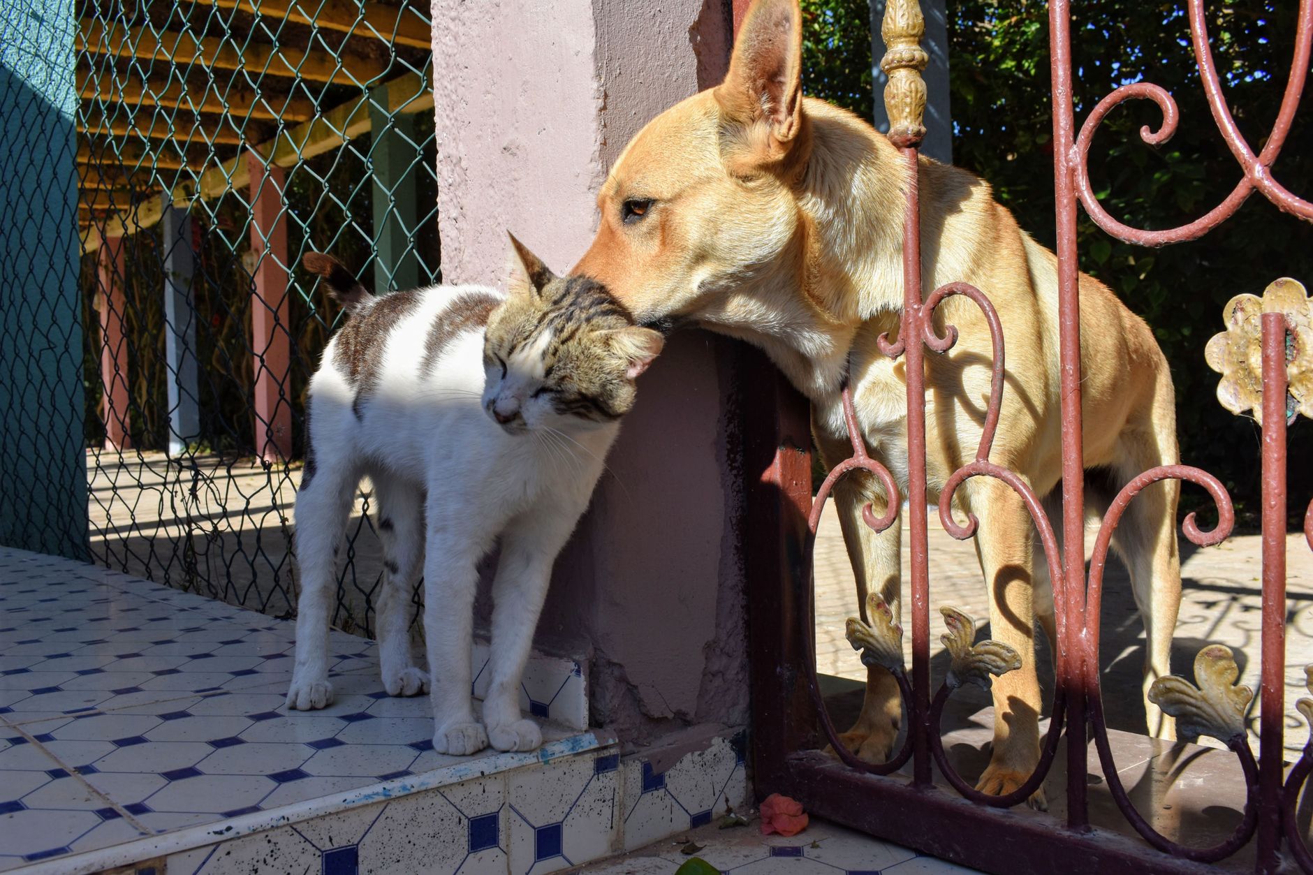 Kip Hunter Valley Cat & Dog Boarding