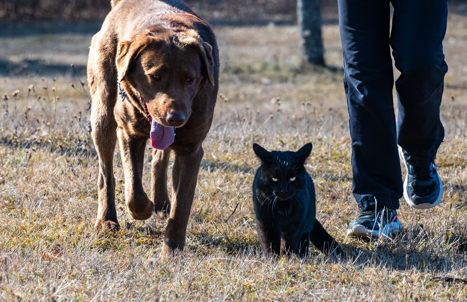 Kip Hunter Valley Cat & Dog Boarding