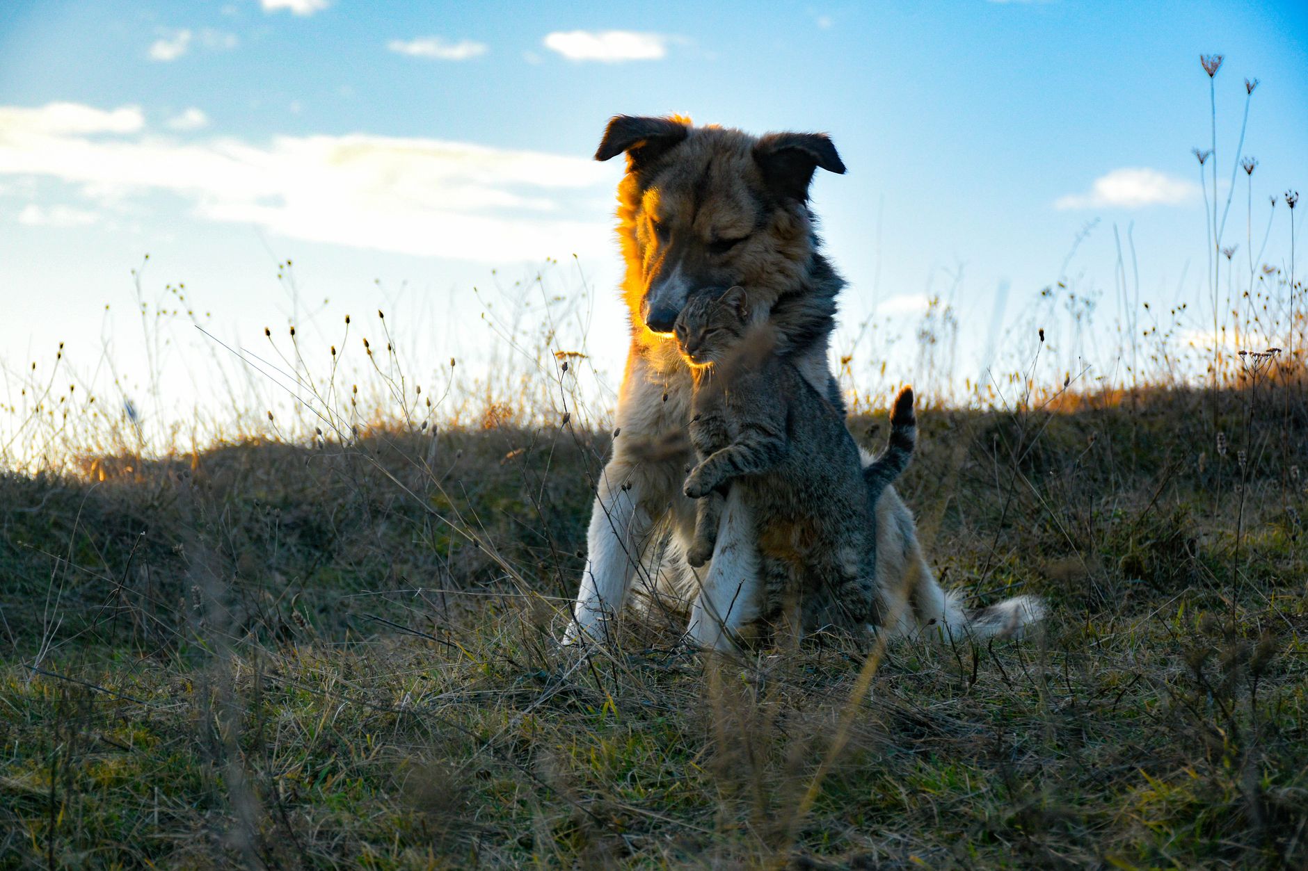 Kip Hunter Valley Cat & Dog Boarding