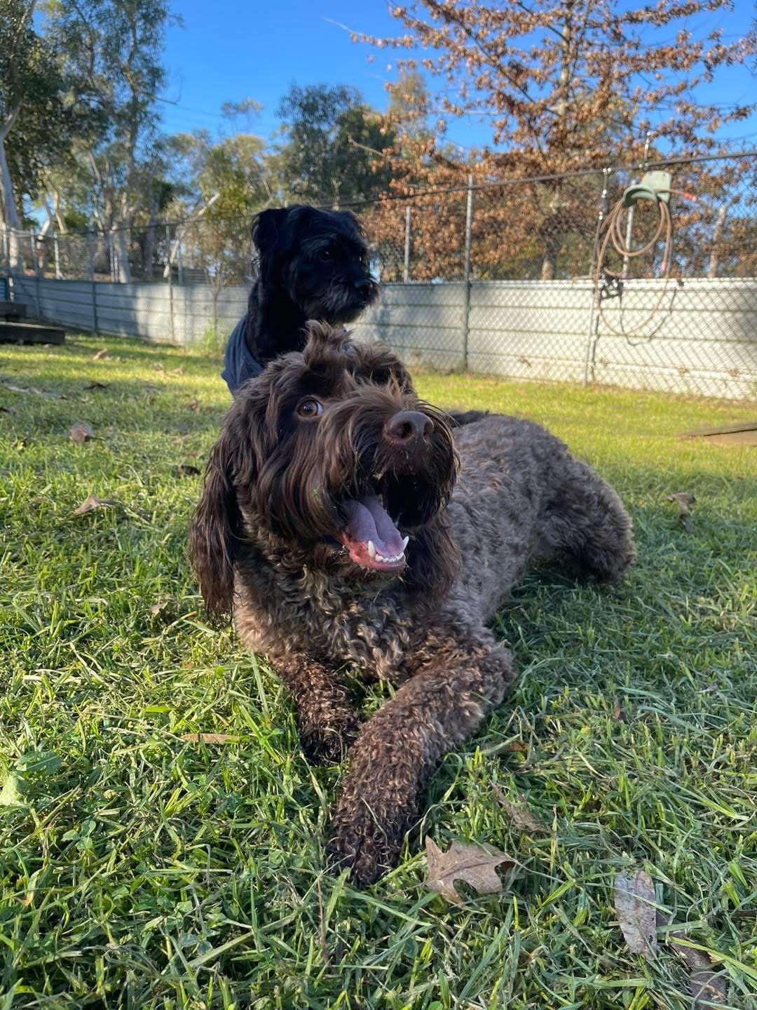 Calabash Kennels & Cattery