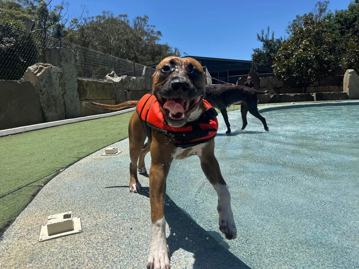 Calabash Kennels & Cattery