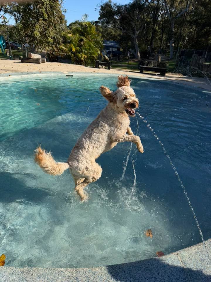 Calabash Kennels & Cattery — Pet Groomers