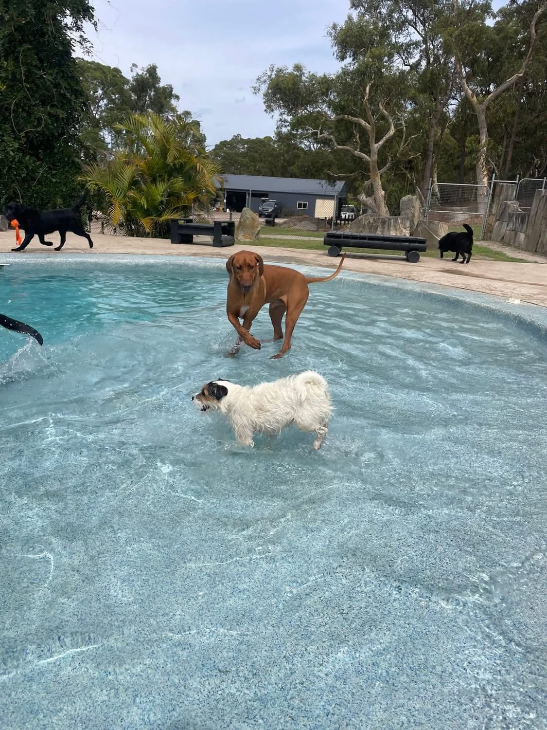 Calabash Kennels & Cattery