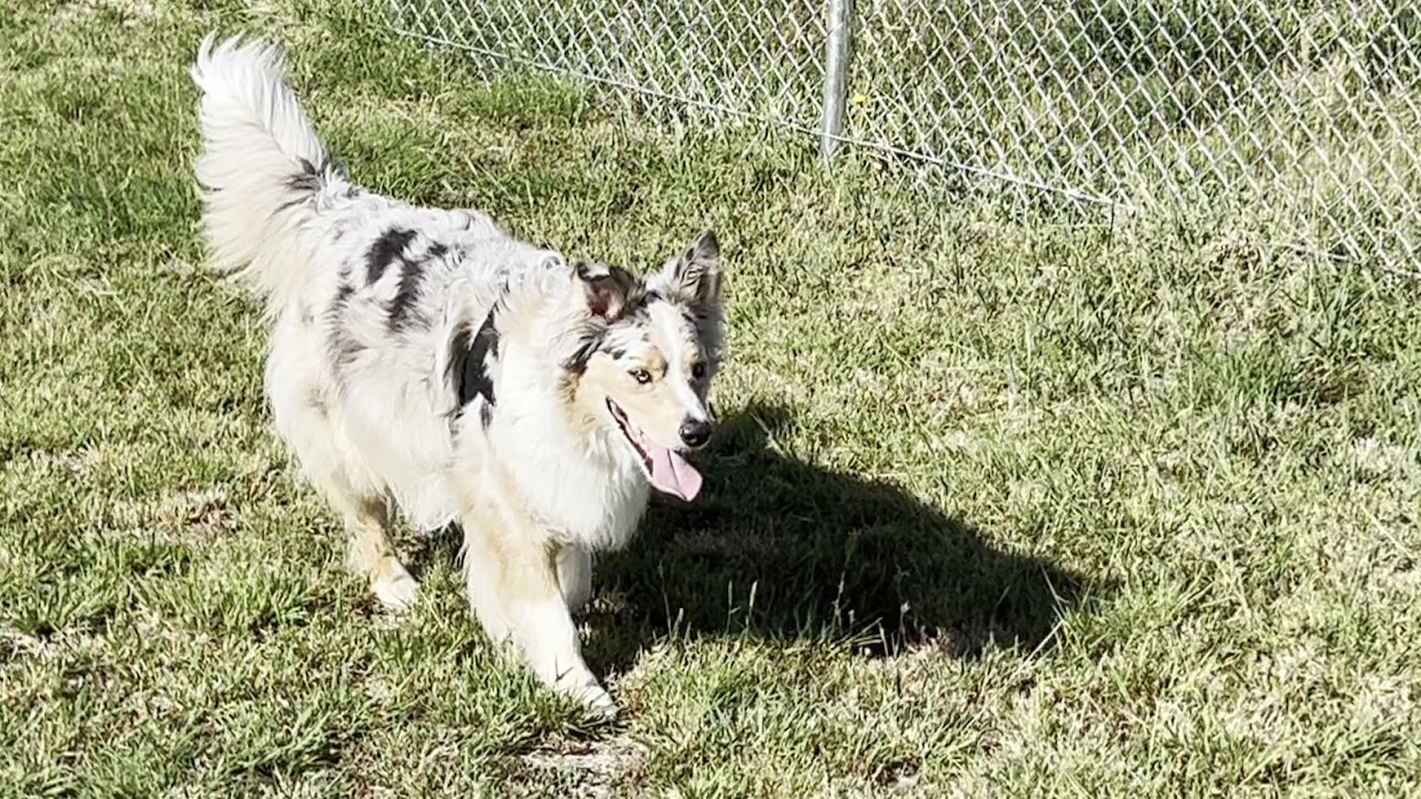 Crookwell Dog Park — Pet Groomers