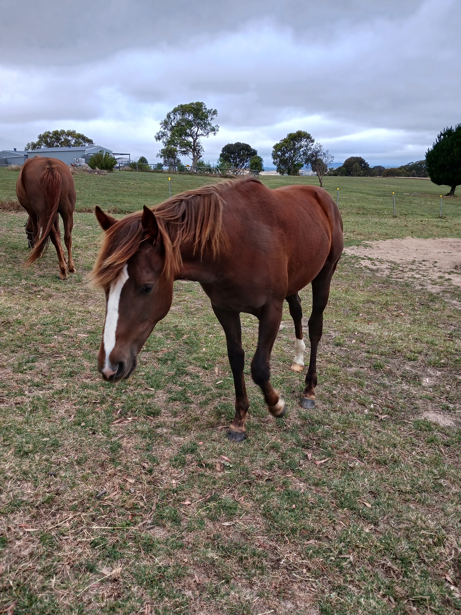 Crookwell Veterinary Hospital