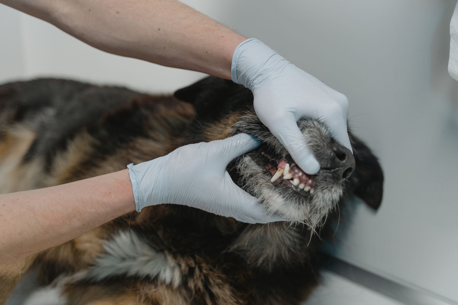 Crookwell Veterinary Hospital