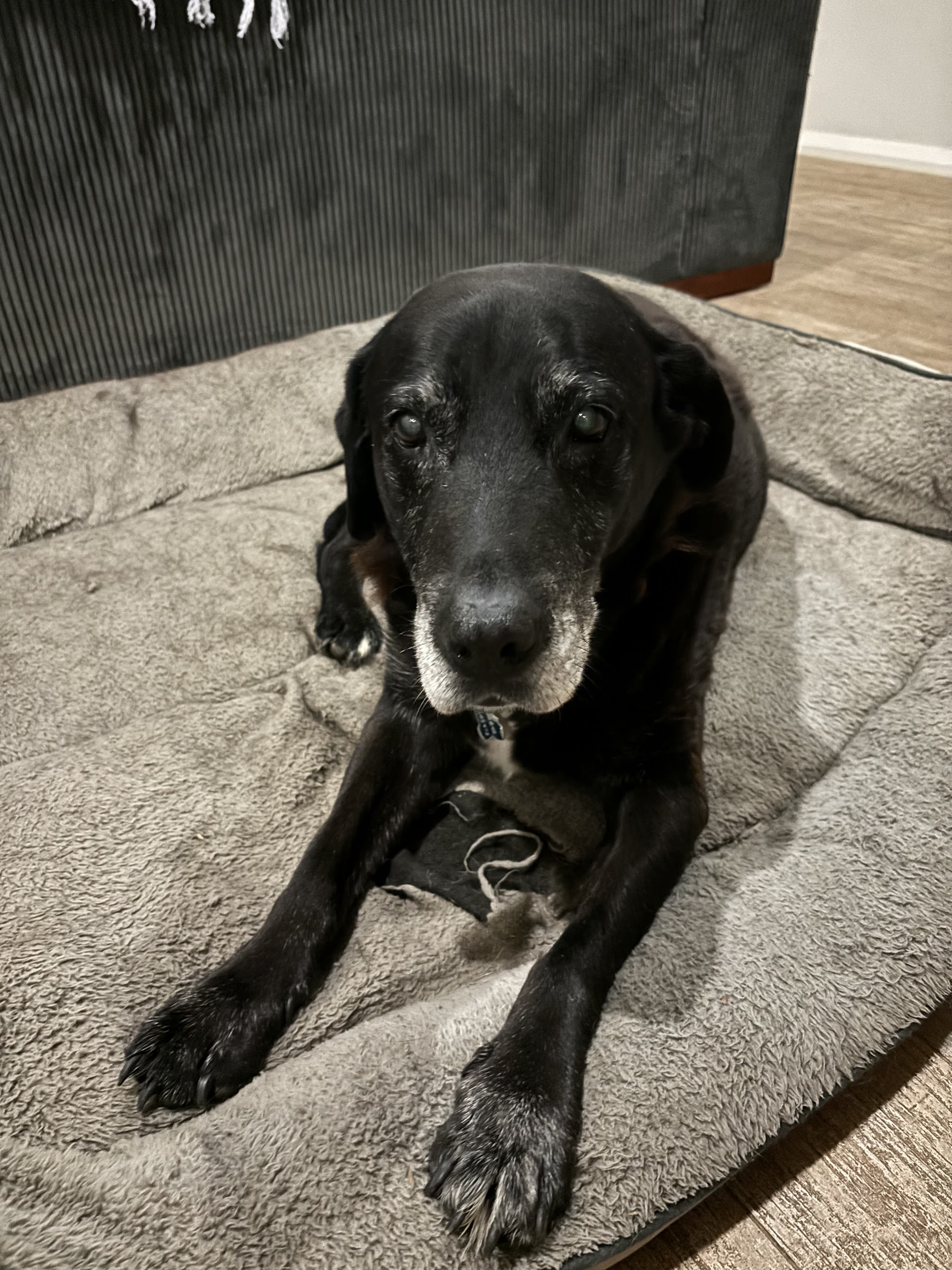Burragorang Veterinary Clinic — Pet Groomers