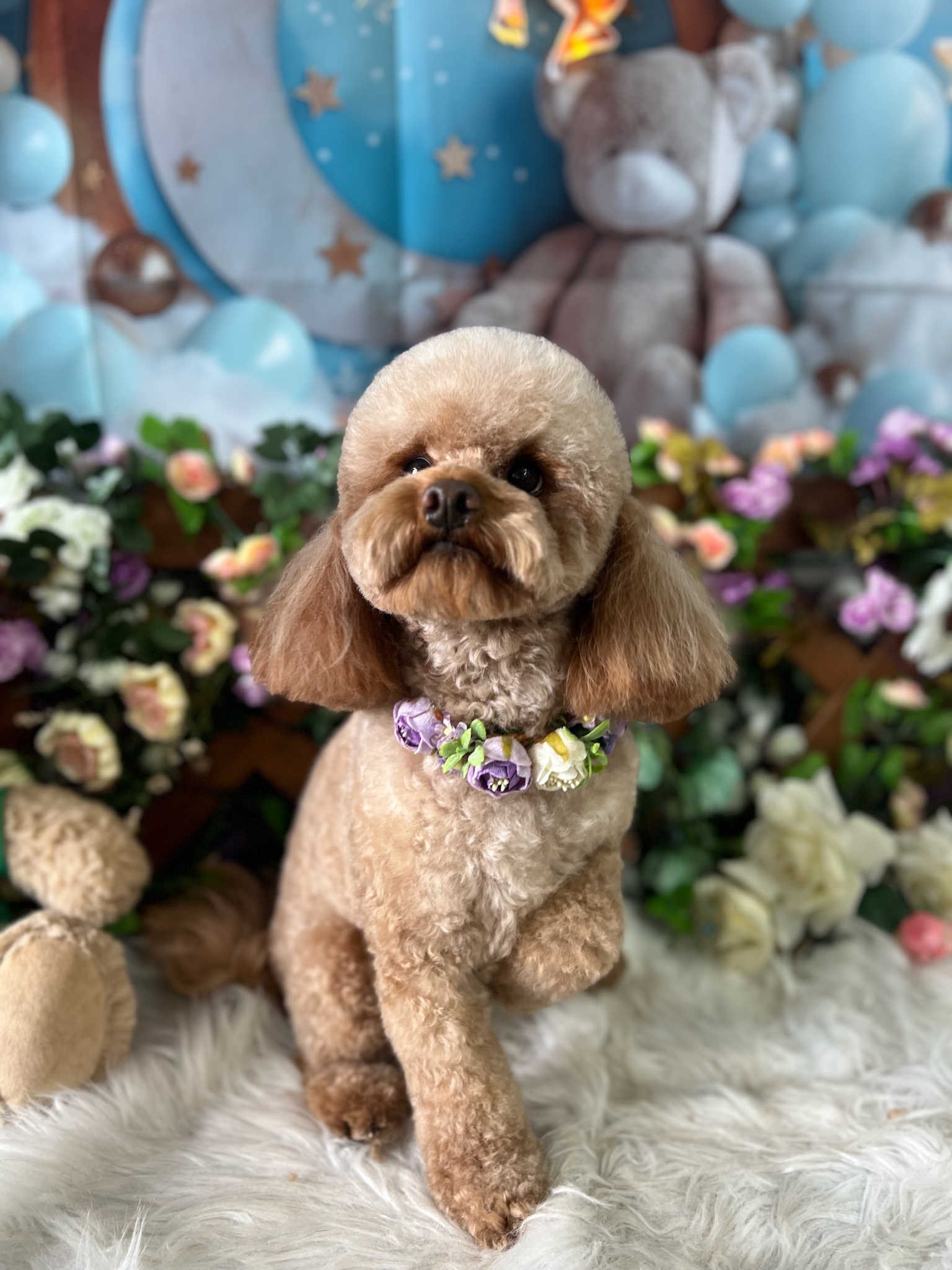 D&C Pet grooming Salon — Pet Groomers