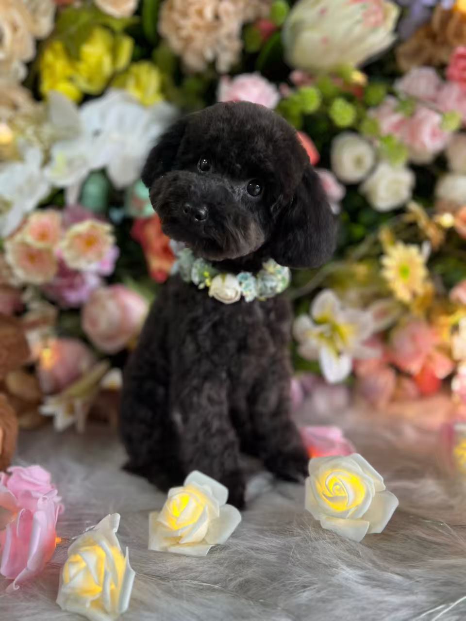 D&C Pet grooming Salon