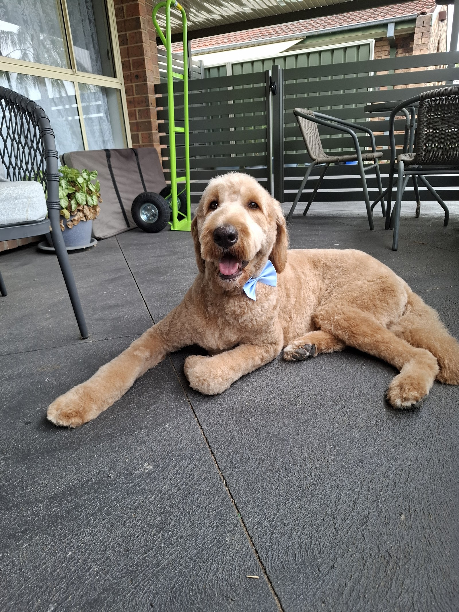 D&C Pet grooming Salon