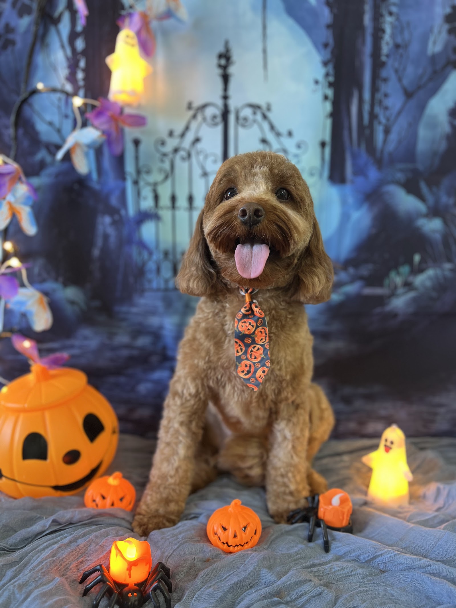 D&C Pet grooming Salon