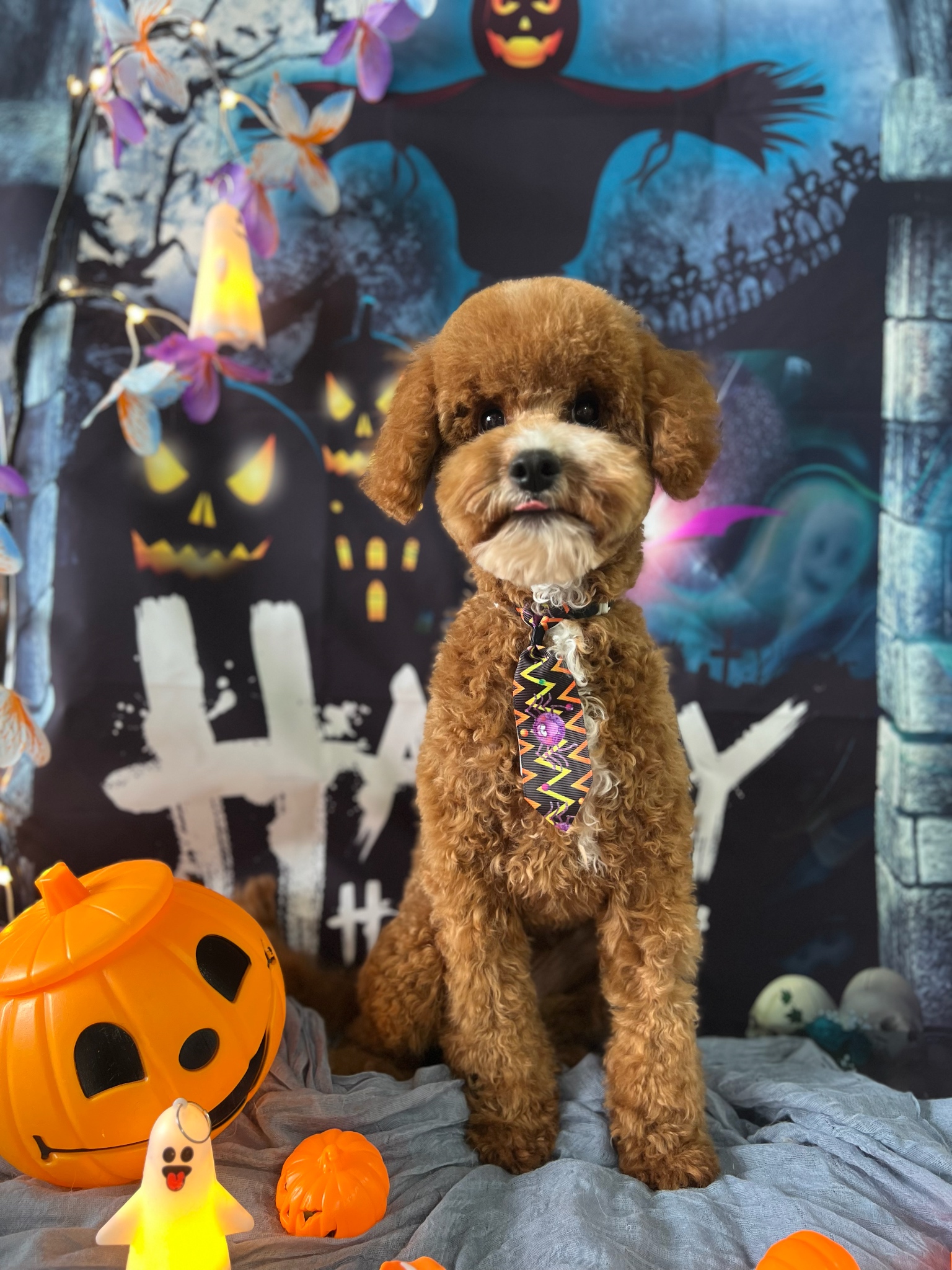 D&C Pet grooming Salon