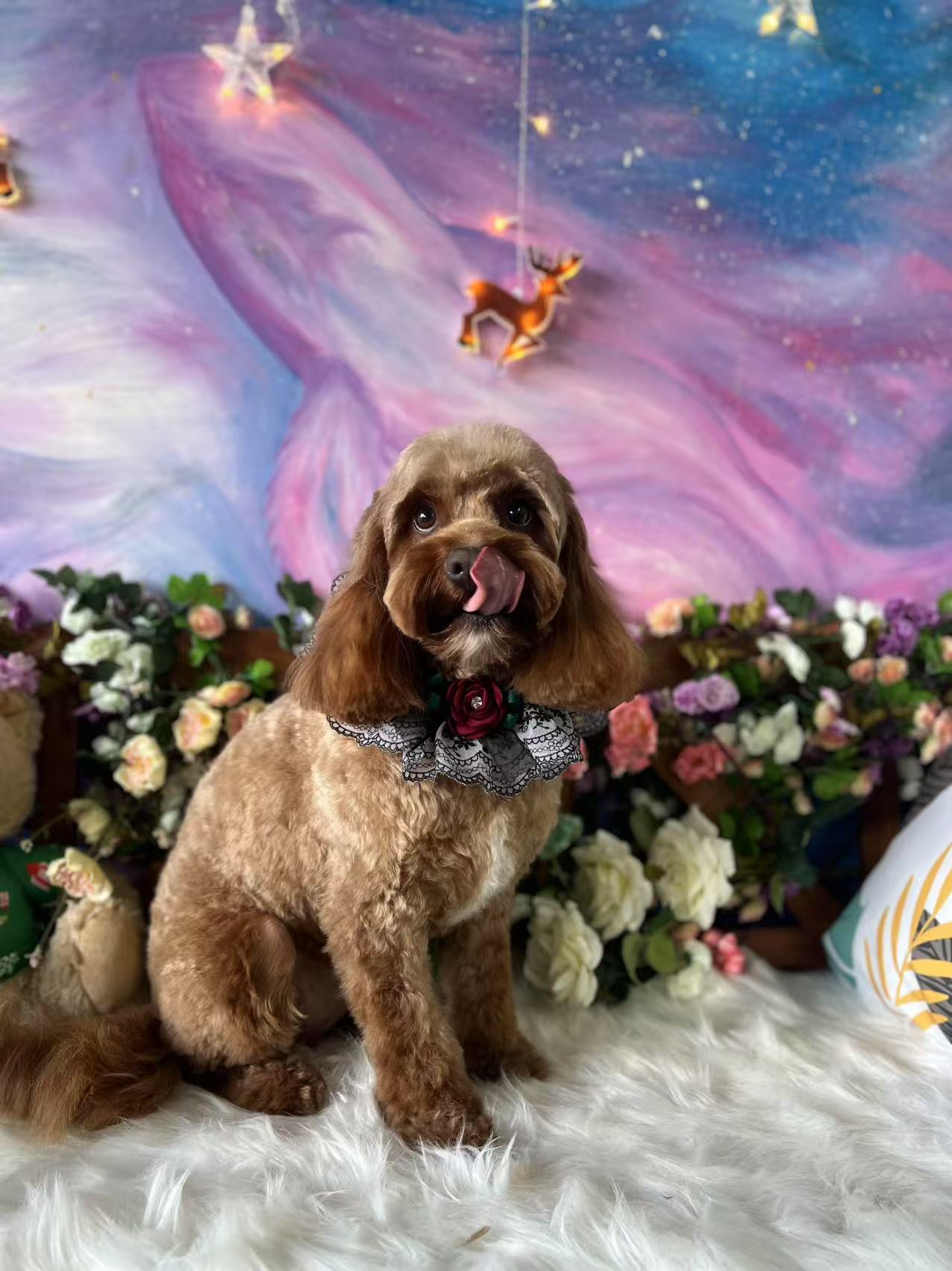 D&C Pet grooming Salon