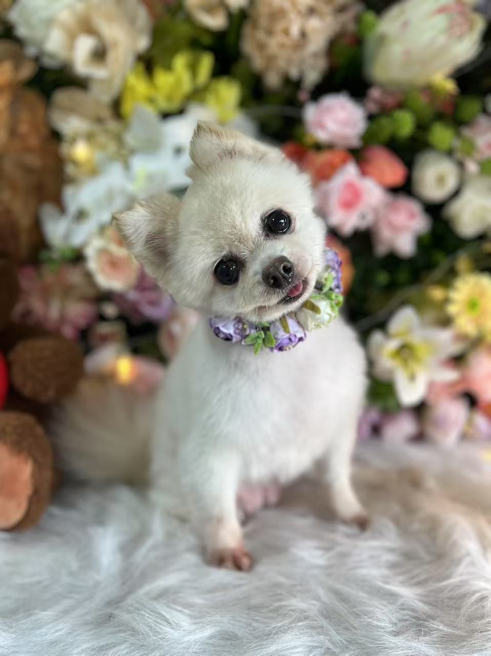 D&C Pet grooming Salon