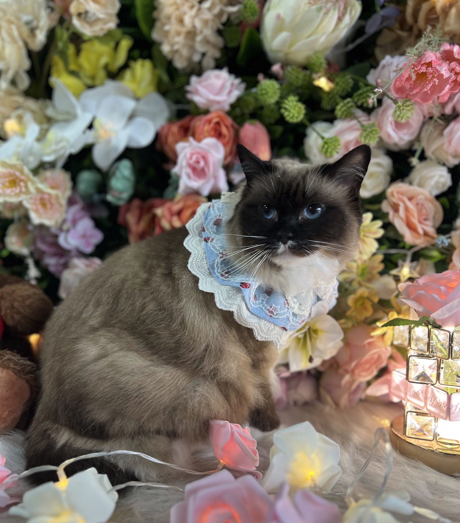 D&C Pet grooming Salon