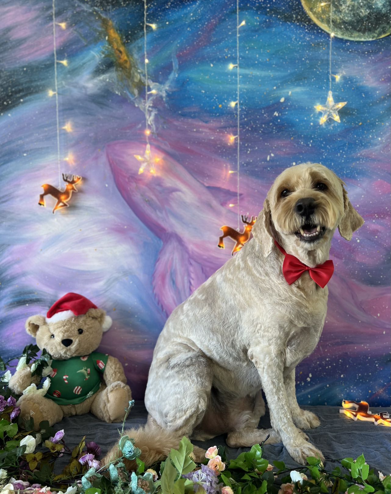 D&C Pet grooming Salon