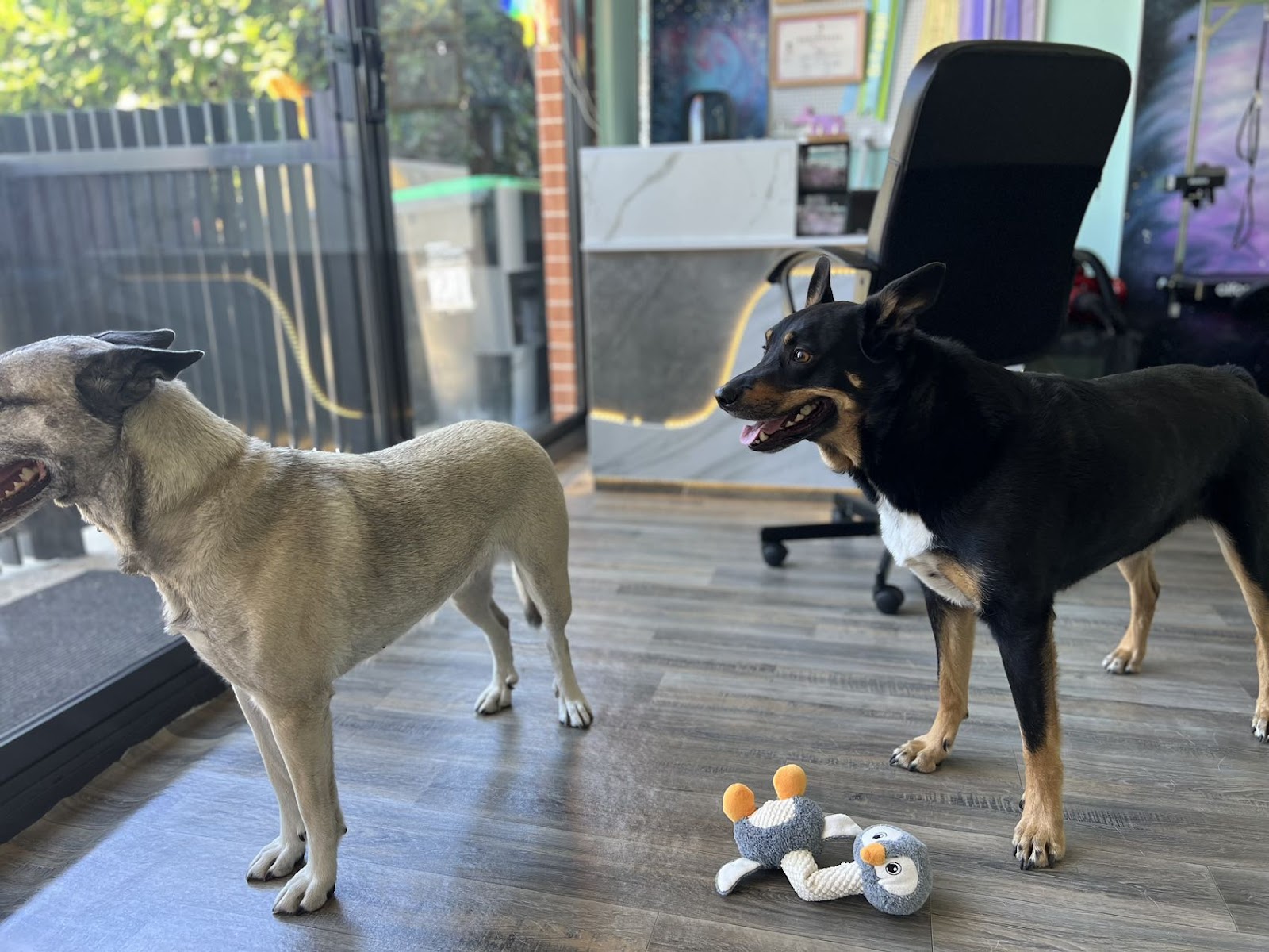 D&C Pet grooming Salon