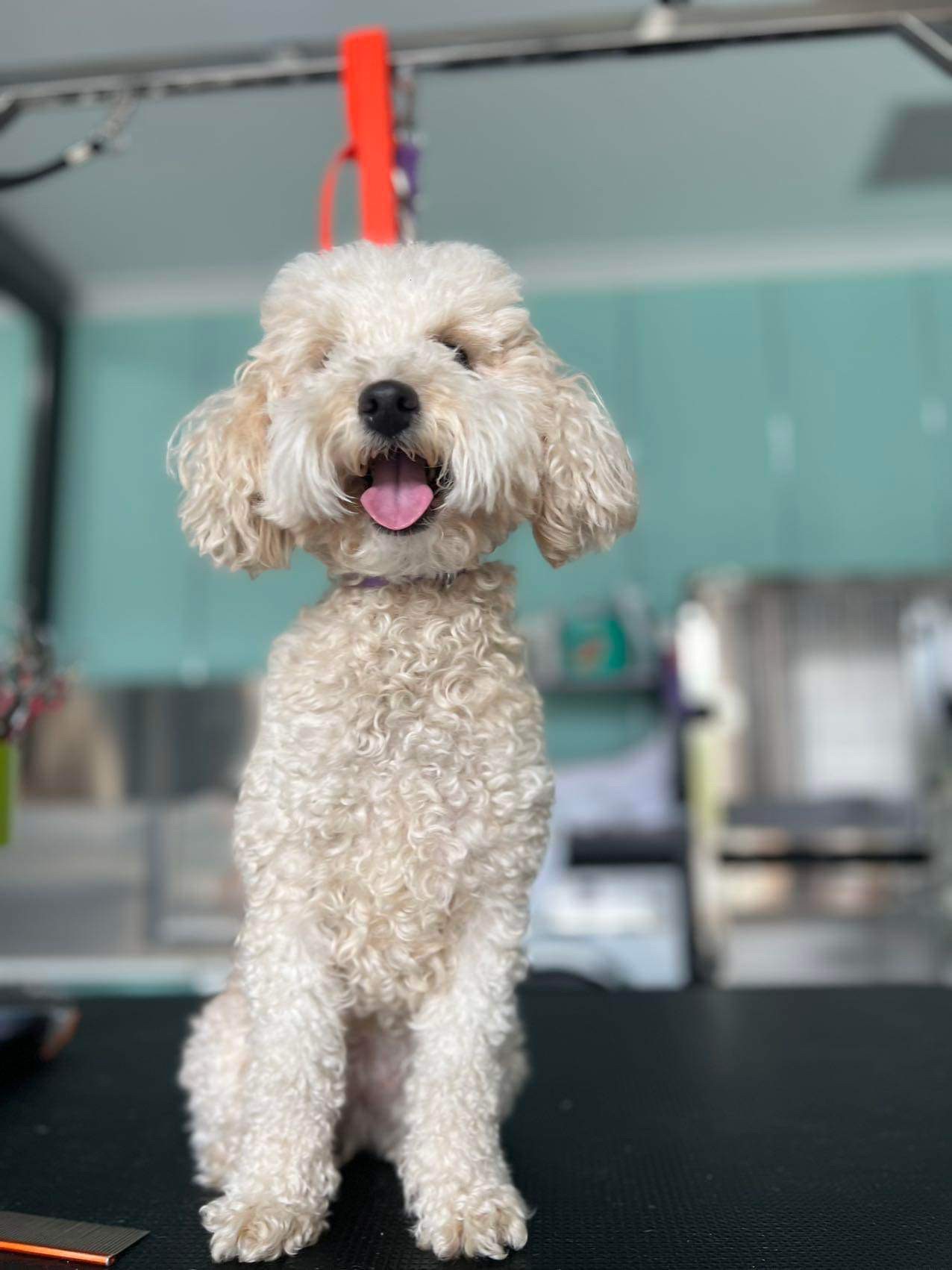 D&C Pet grooming Salon