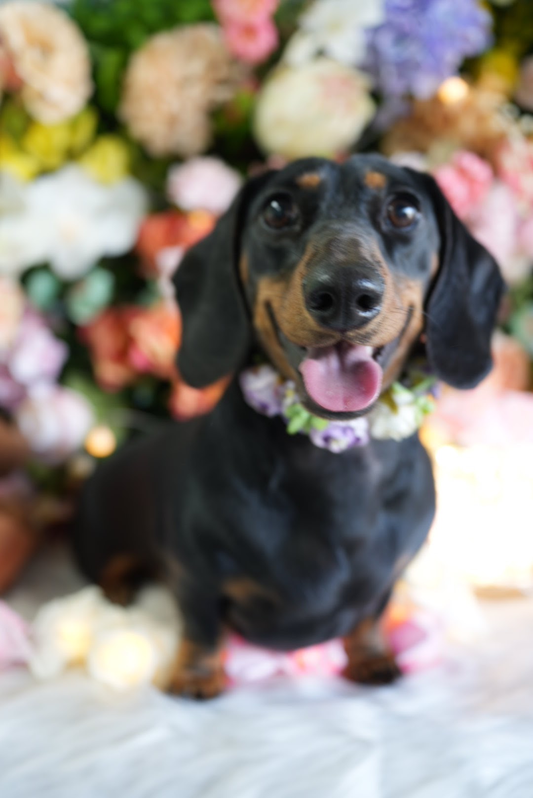 D&C Pet grooming Salon