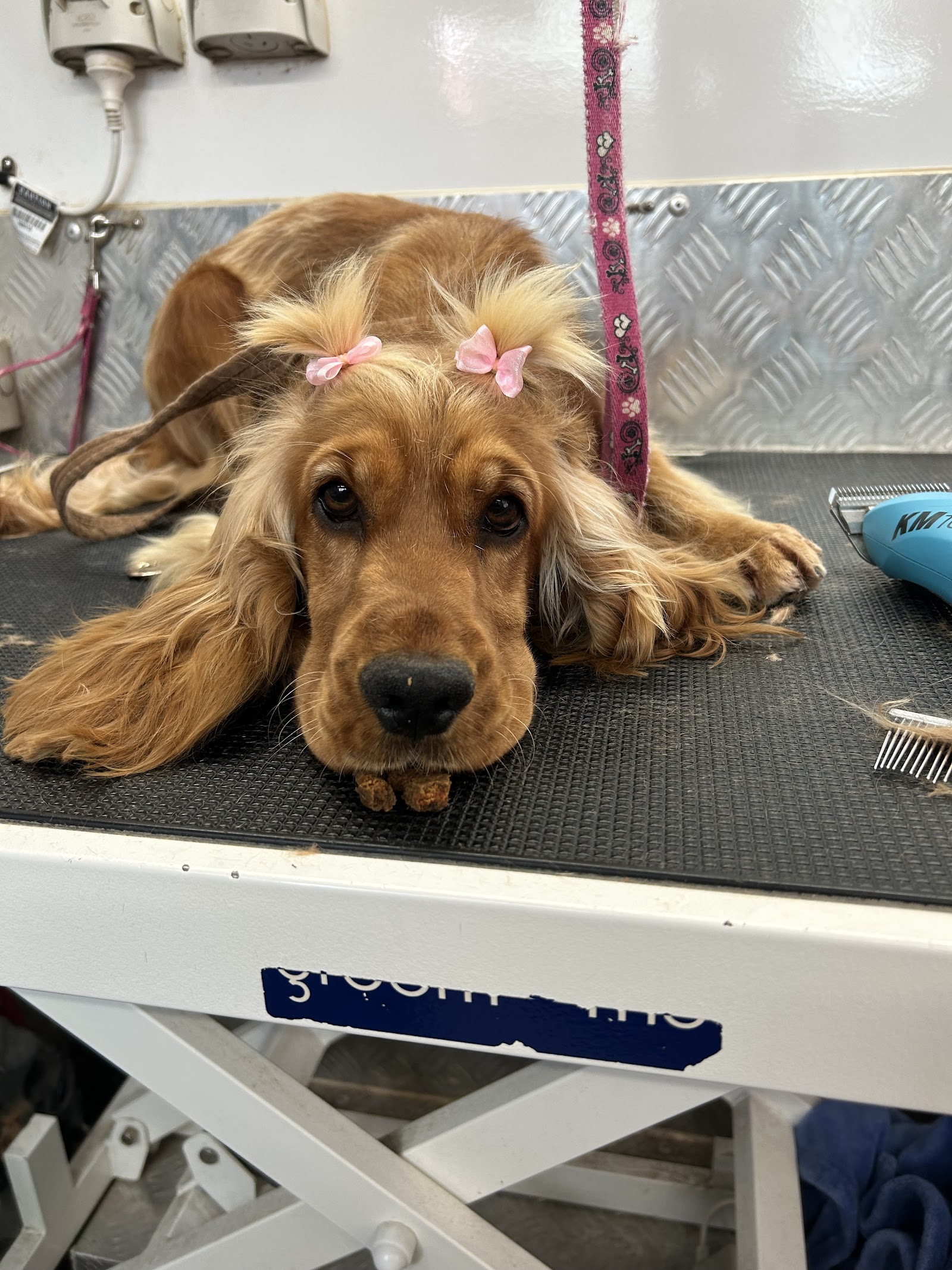 Splish Splash Dog and Cat Grooming Salon — Pet Groomers