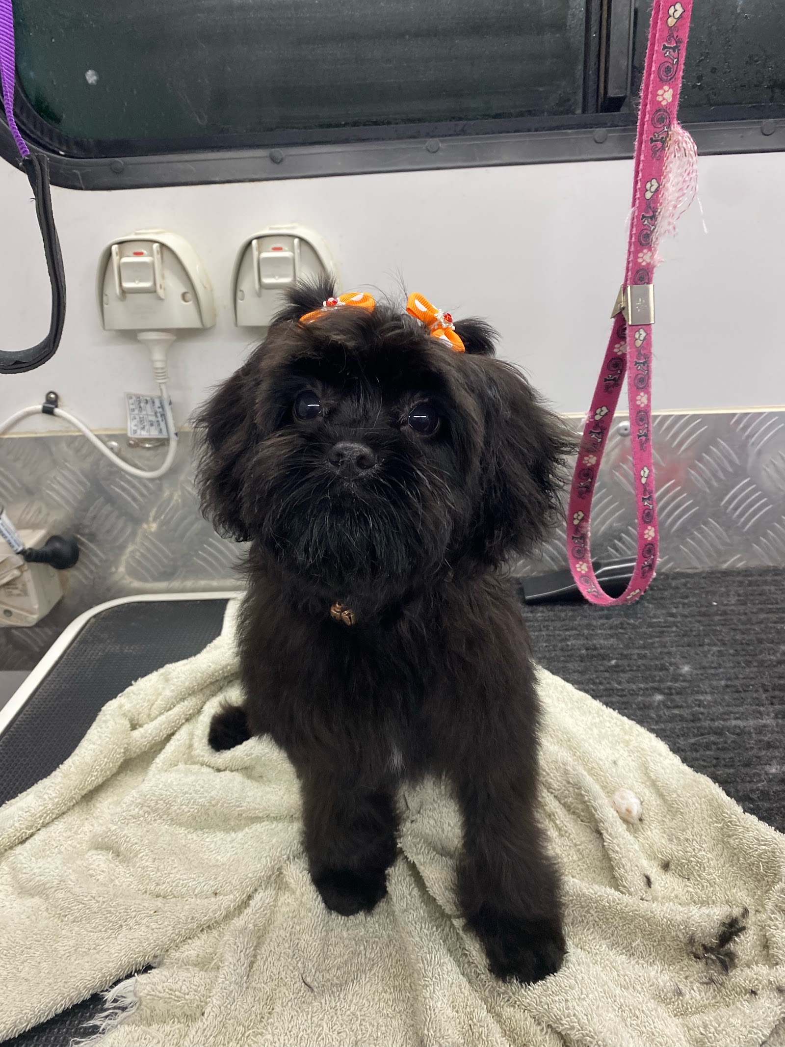 Splish Splash Dog and Cat Grooming Salon
