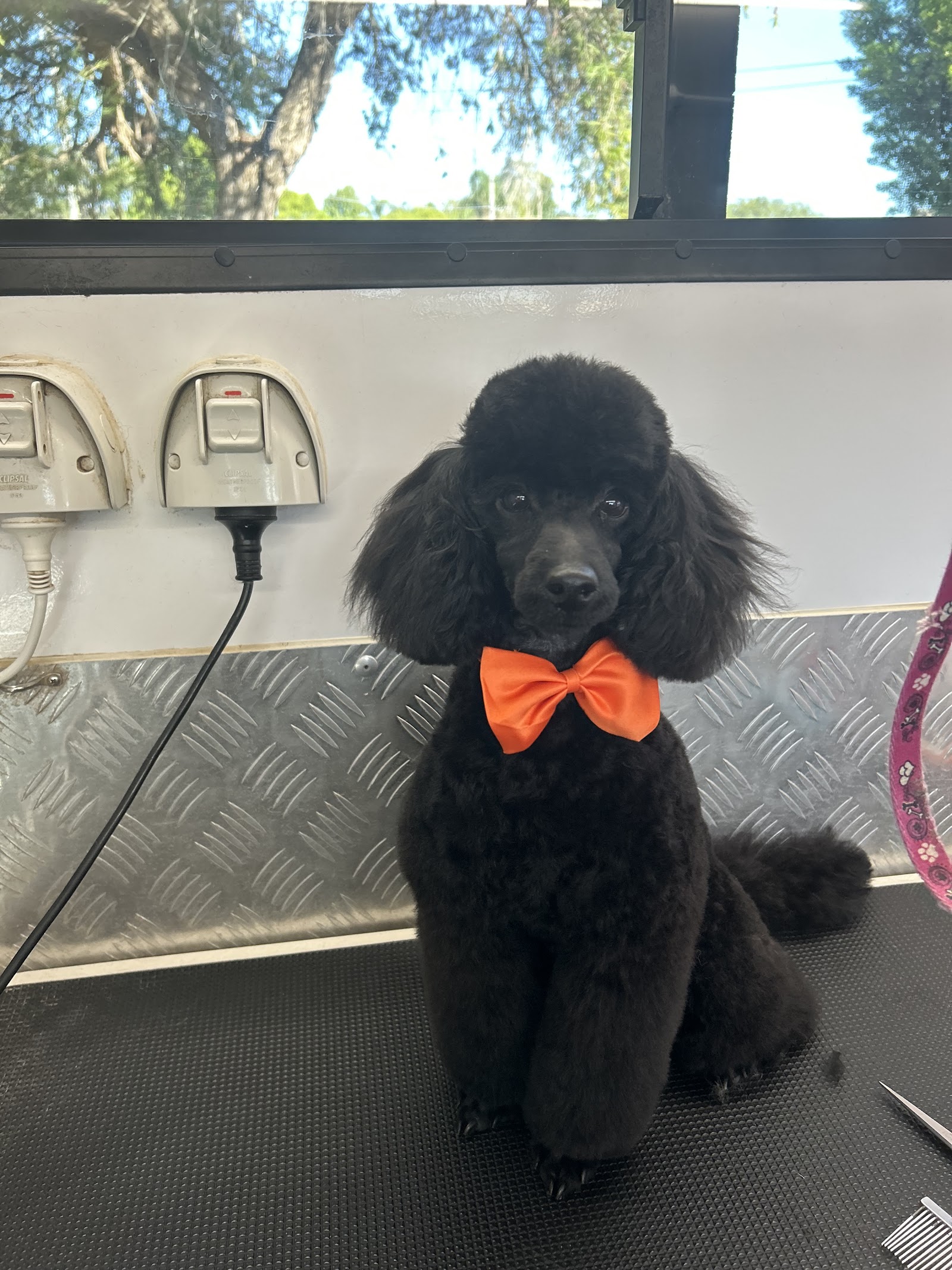 Splish Splash Dog and Cat Grooming Salon