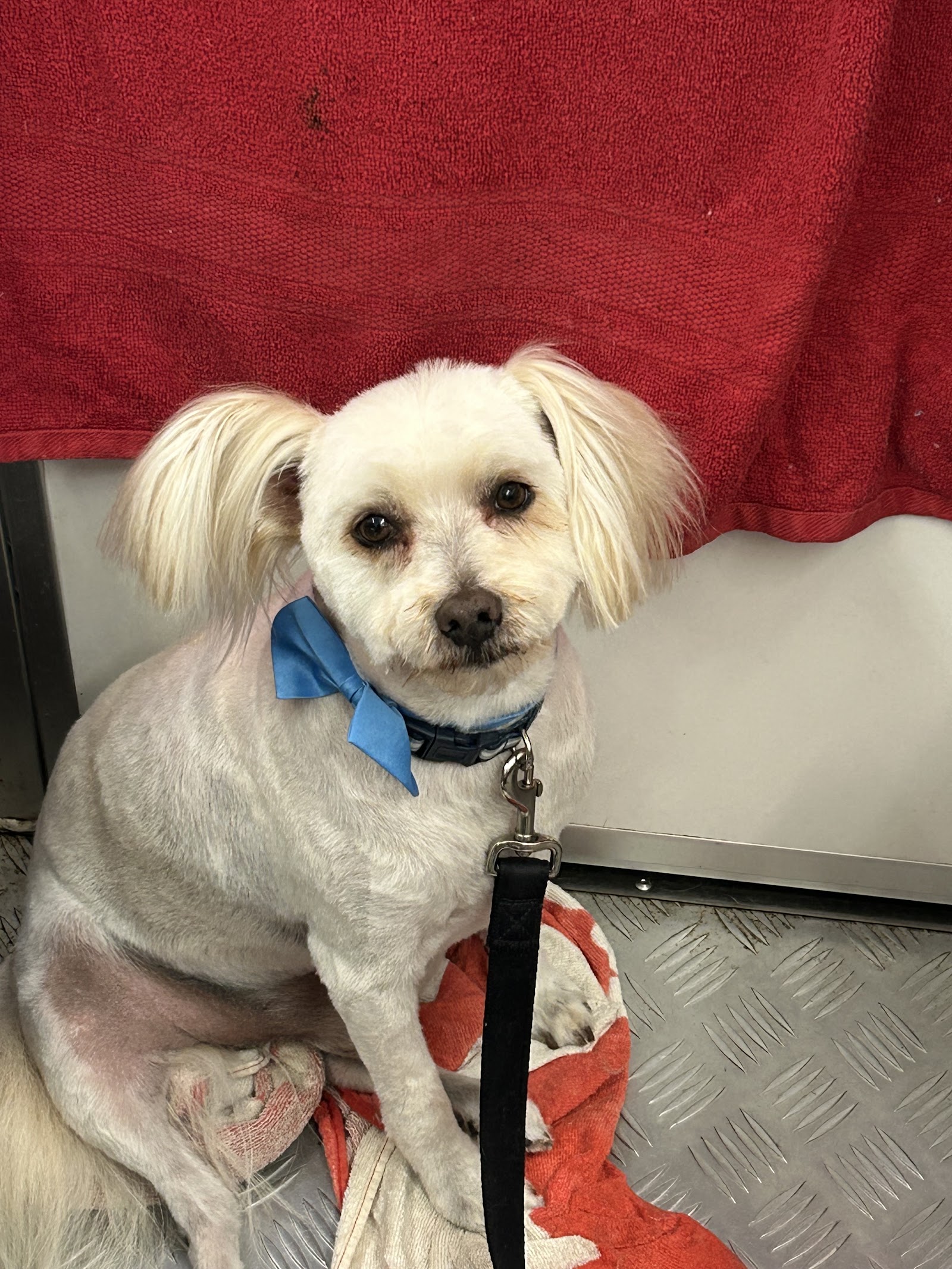 Splish Splash Dog and Cat Grooming Salon