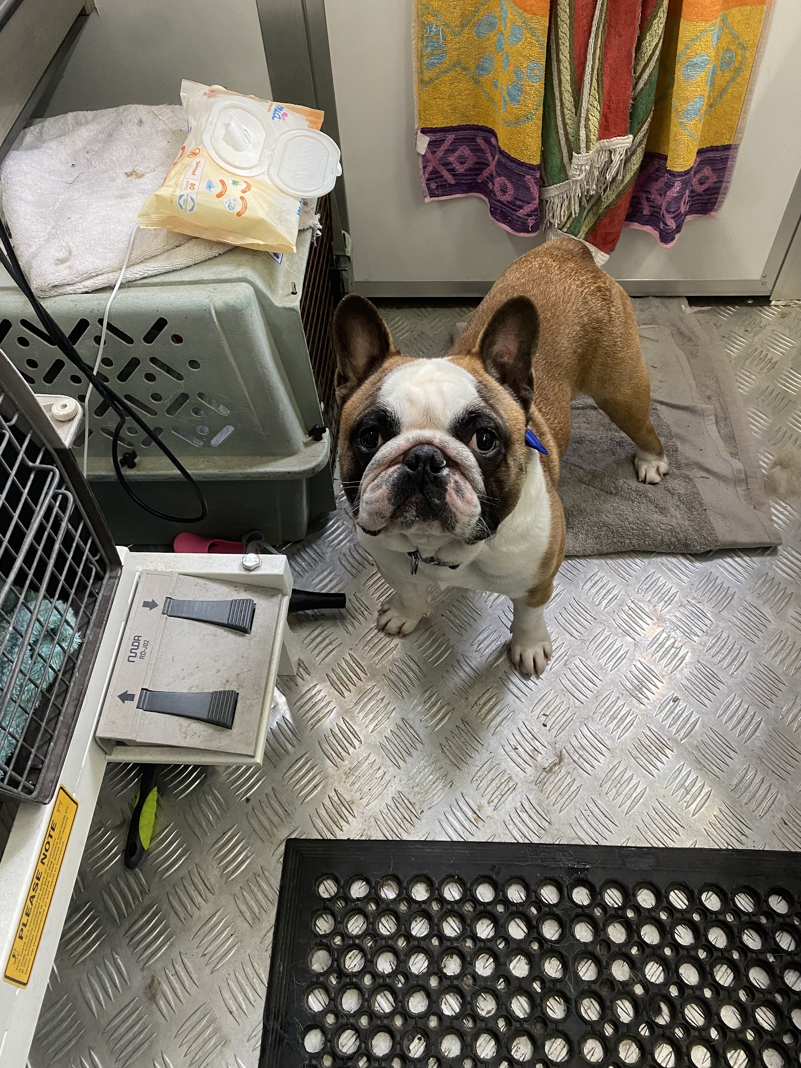 Splish Splash Dog and Cat Grooming Salon