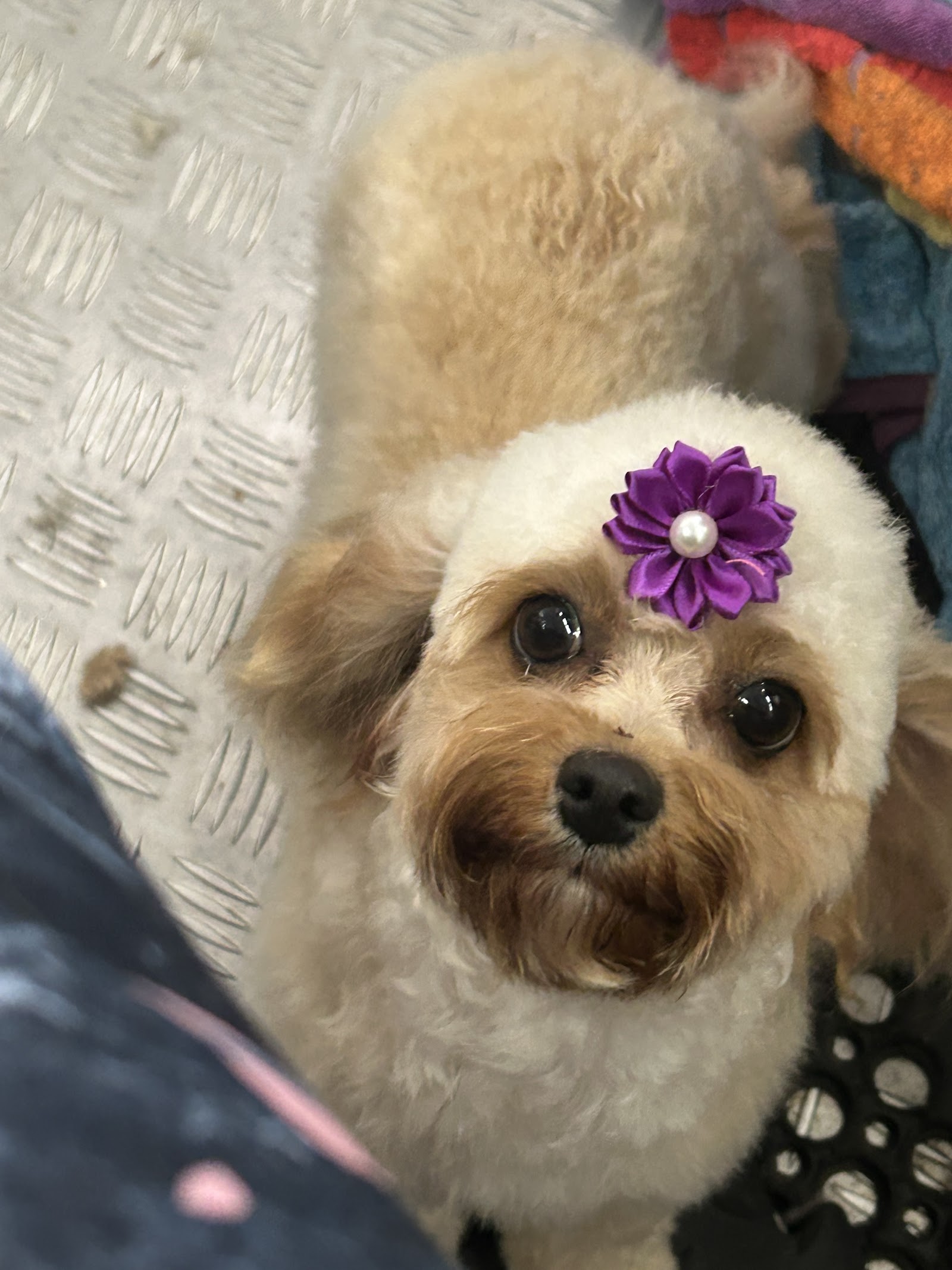 Splish Splash Dog and Cat Grooming Salon