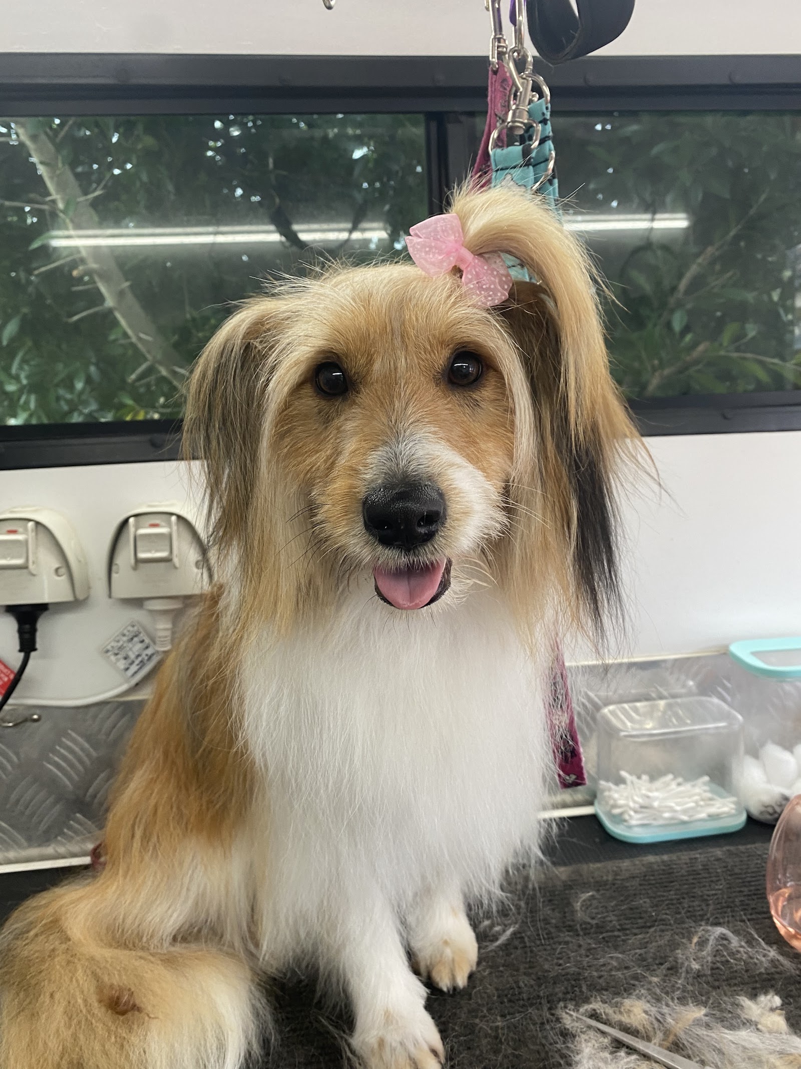 Splish Splash Dog and Cat Grooming Salon