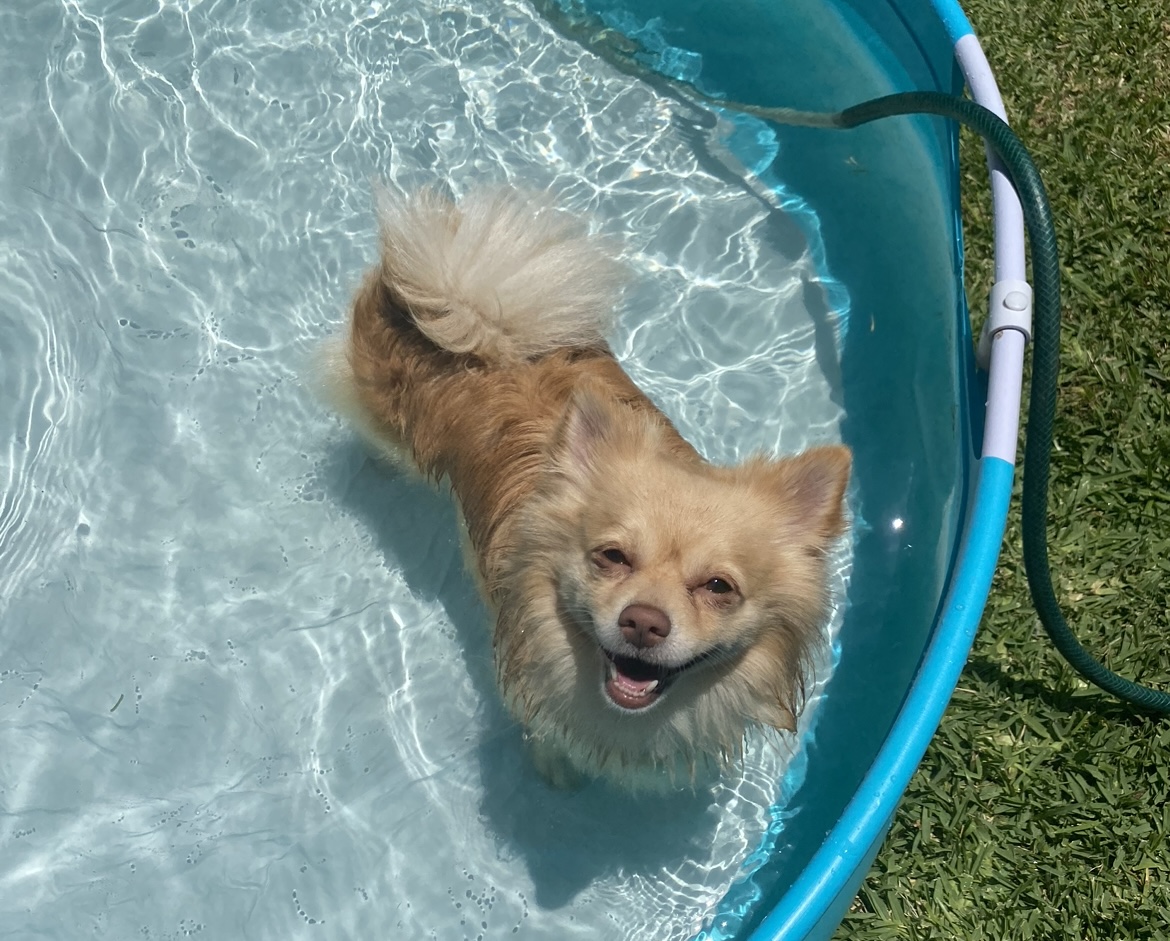 Pet Boarding Hub