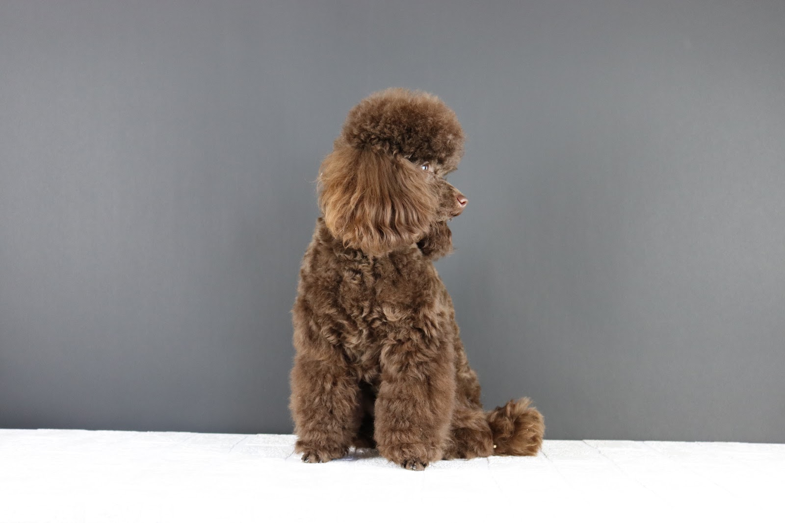 Nic's Pet Grooms — Pet Groomers
