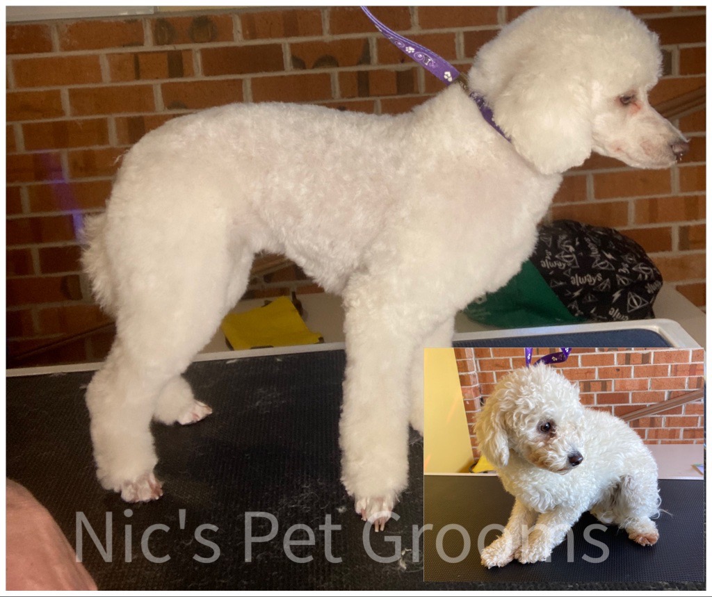 Nic's Pet Grooms
