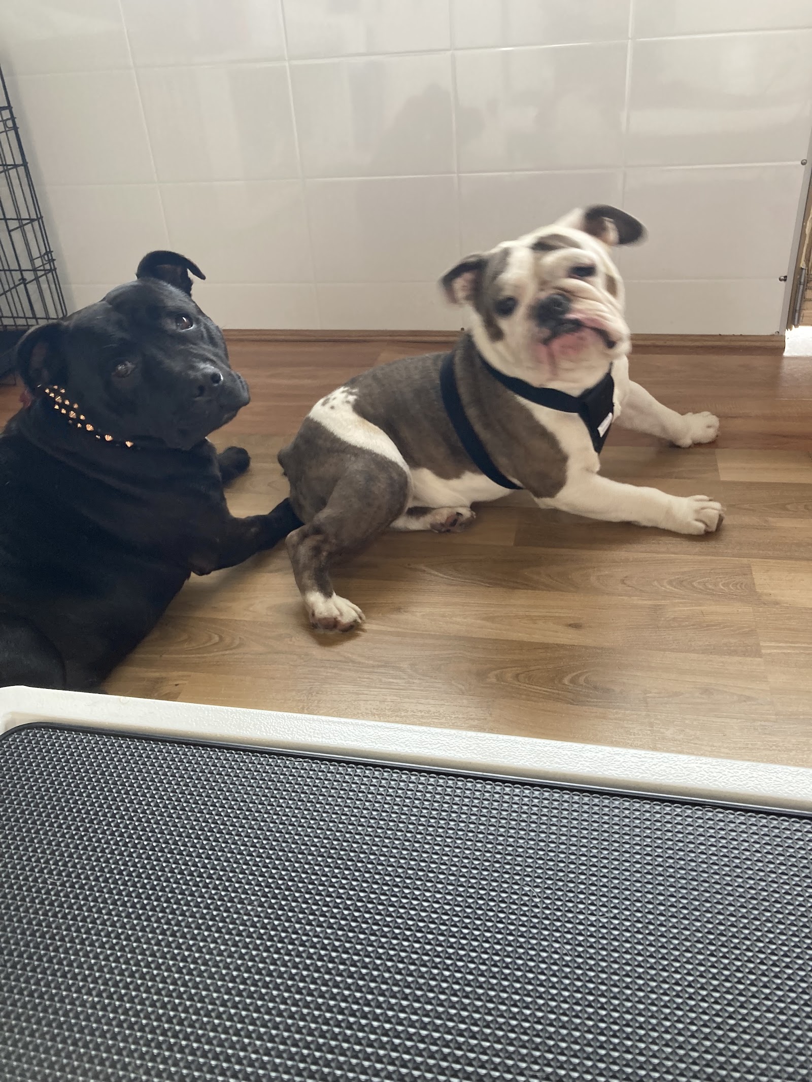 Nic's Pet Grooms