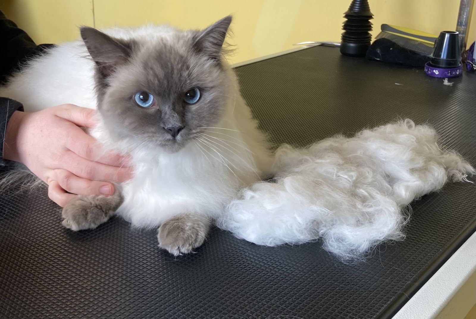 Nic's Pet Grooms