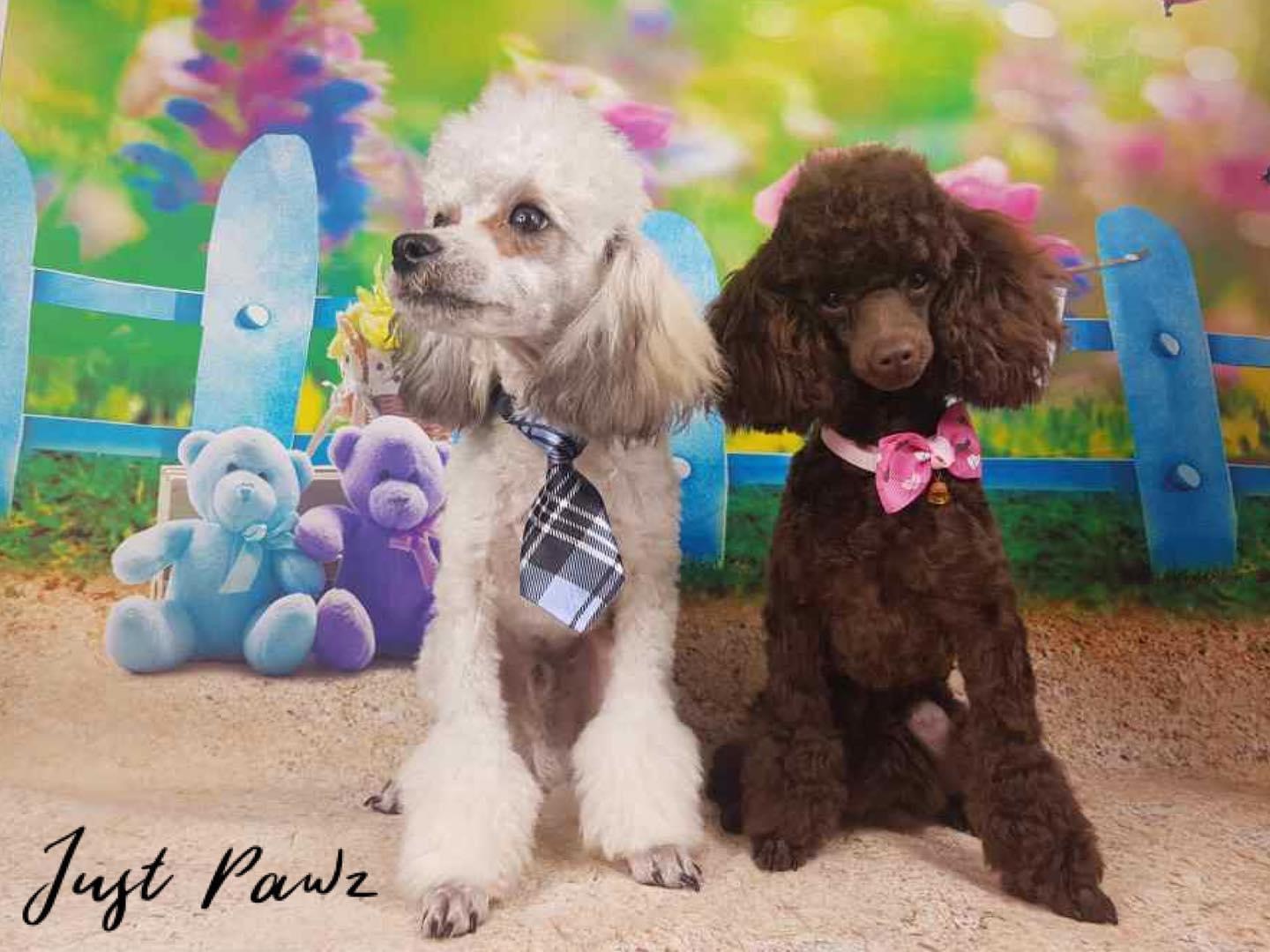 Nic's Pet Grooms