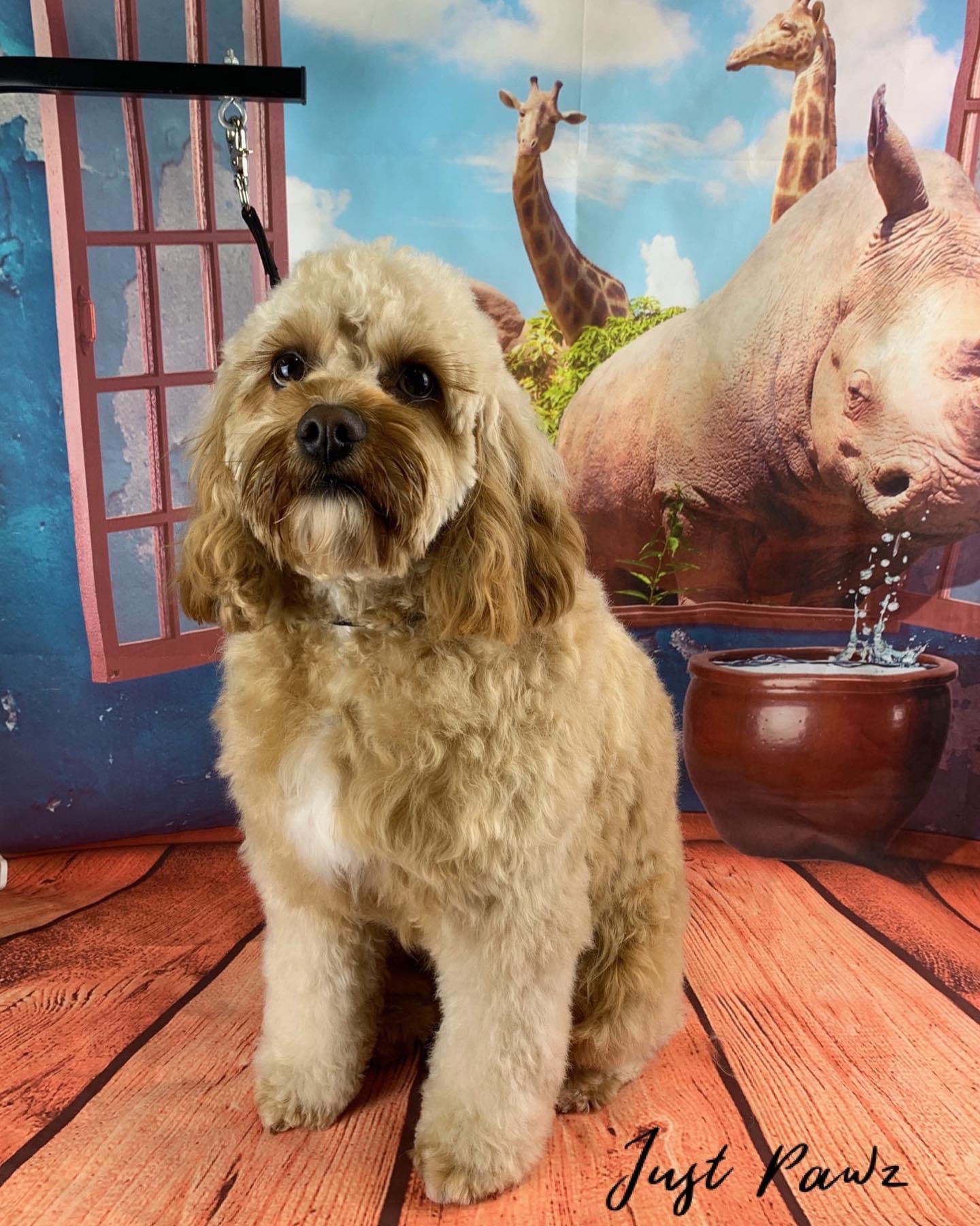 Nic's Pet Grooms