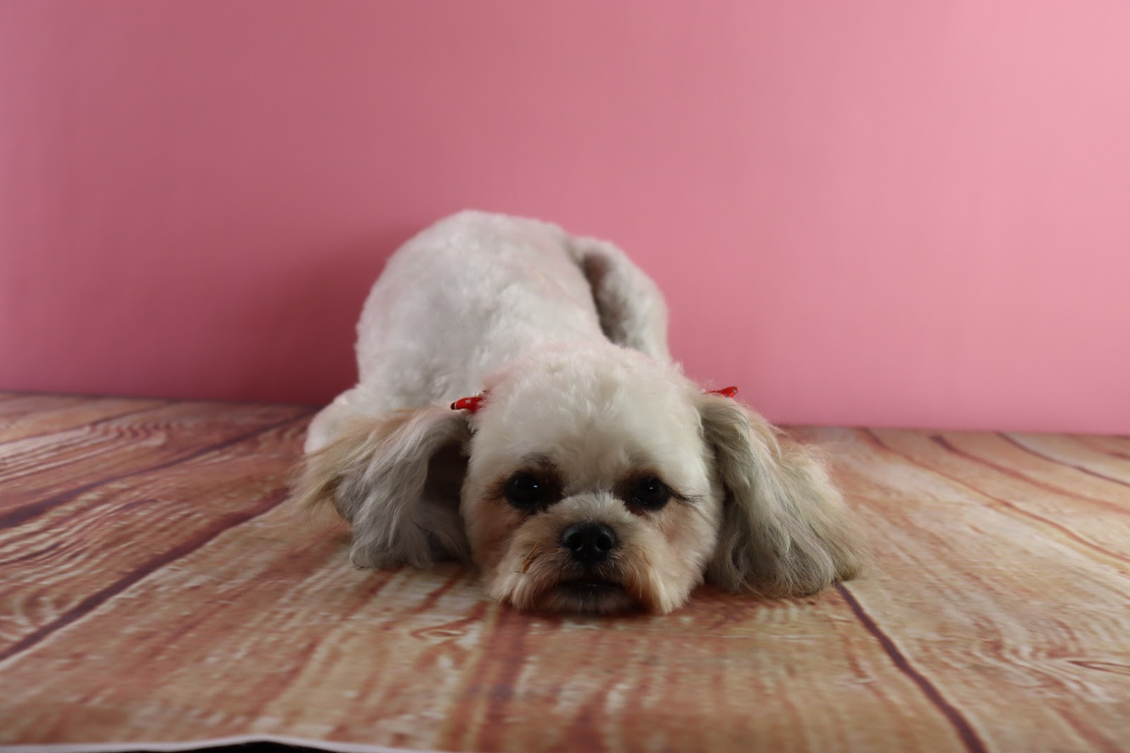 Nic's Pet Grooms