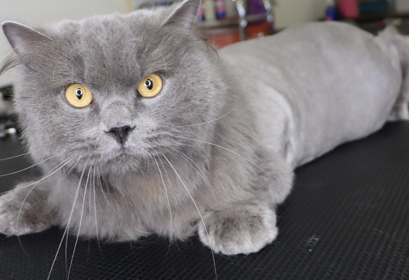 Nic's Pet Grooms