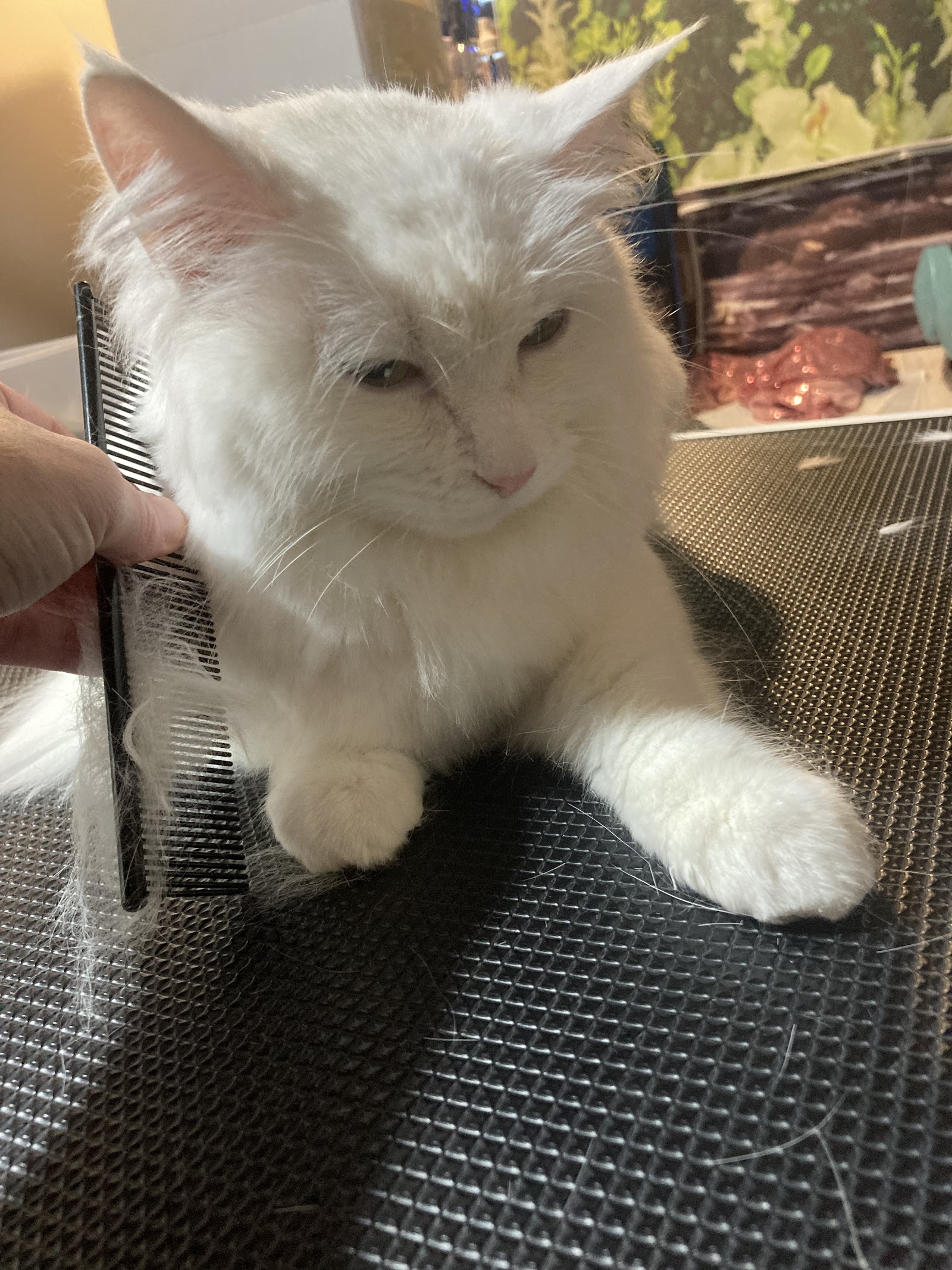 Nic's Pet Grooms