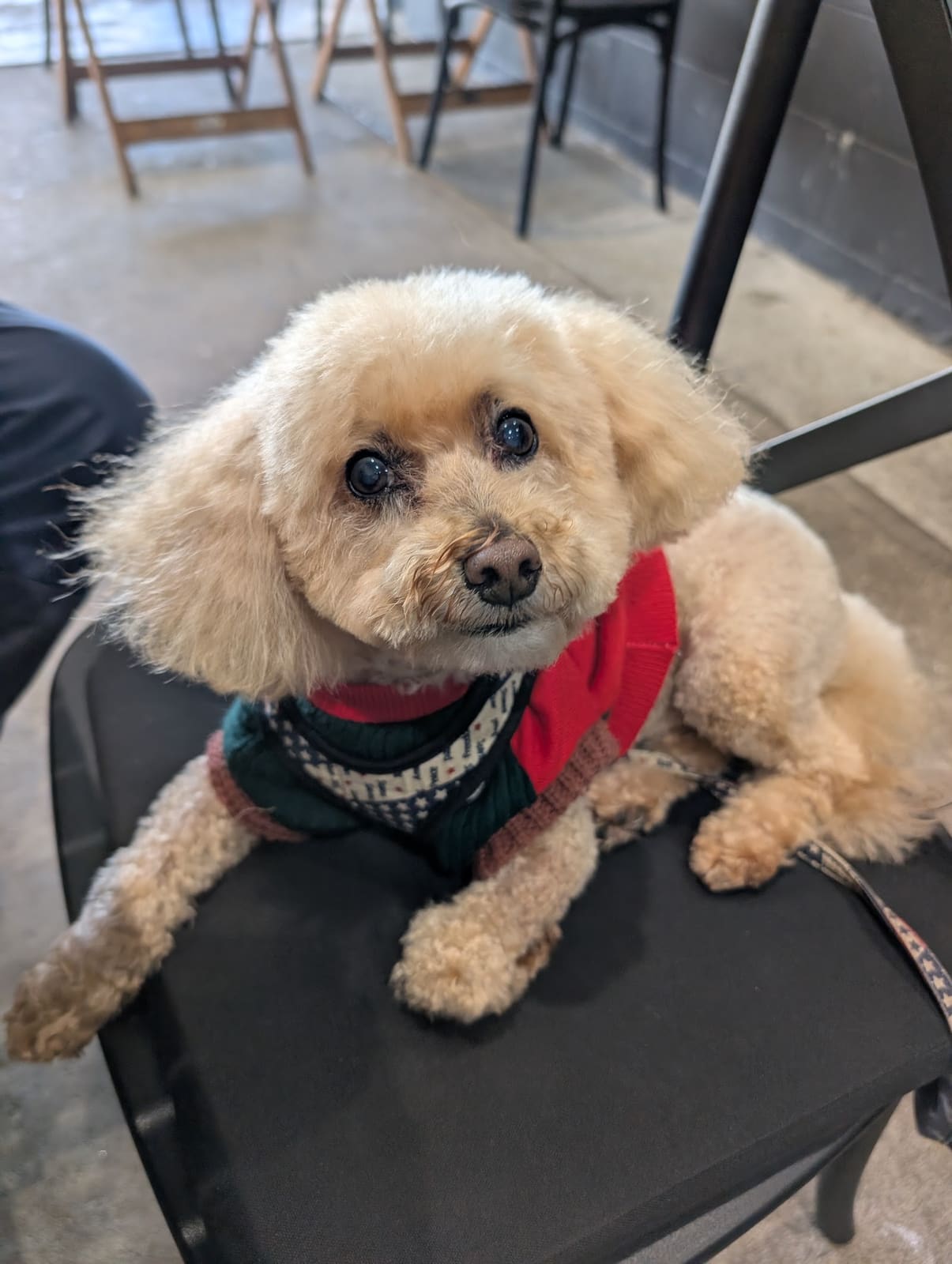 Pet Design Dog and Cat Grooming Epping