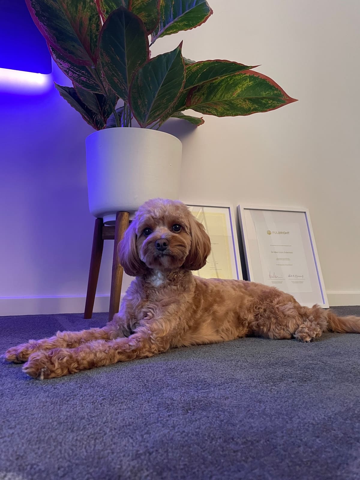 Ella’s Pet Studio