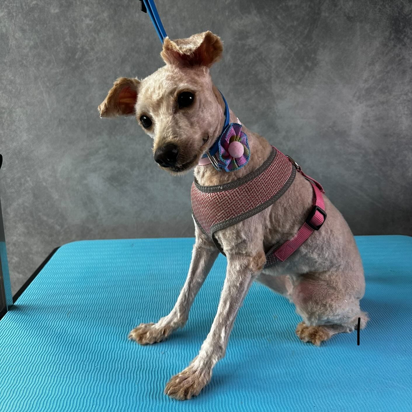 Ella’s Pet Studio — Pet Groomers